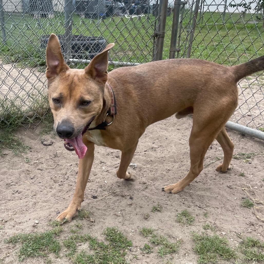 Moose, a Adoptable Shepherd in Lakeland, FL image 4/6