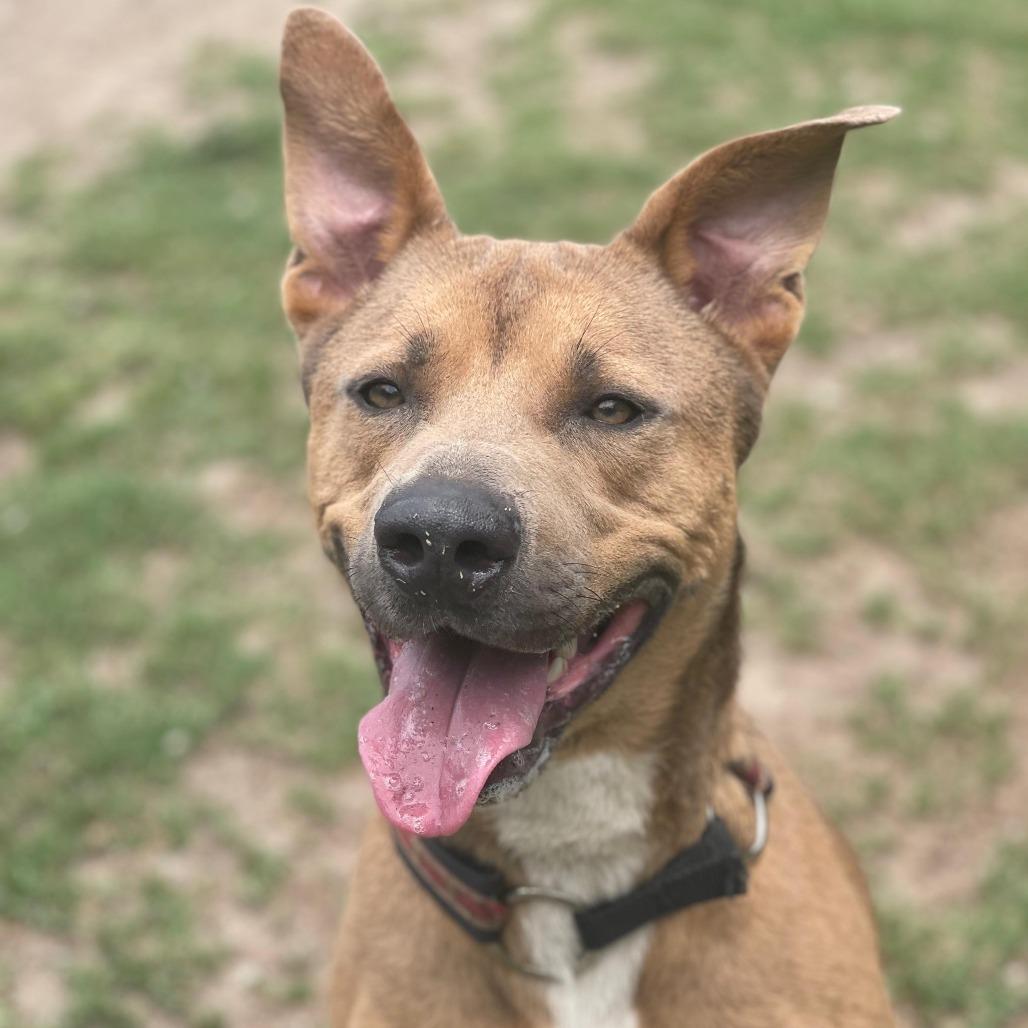 Enlarge Moose, a Adoptable Shepherd in Lakeland, FL image 5/6