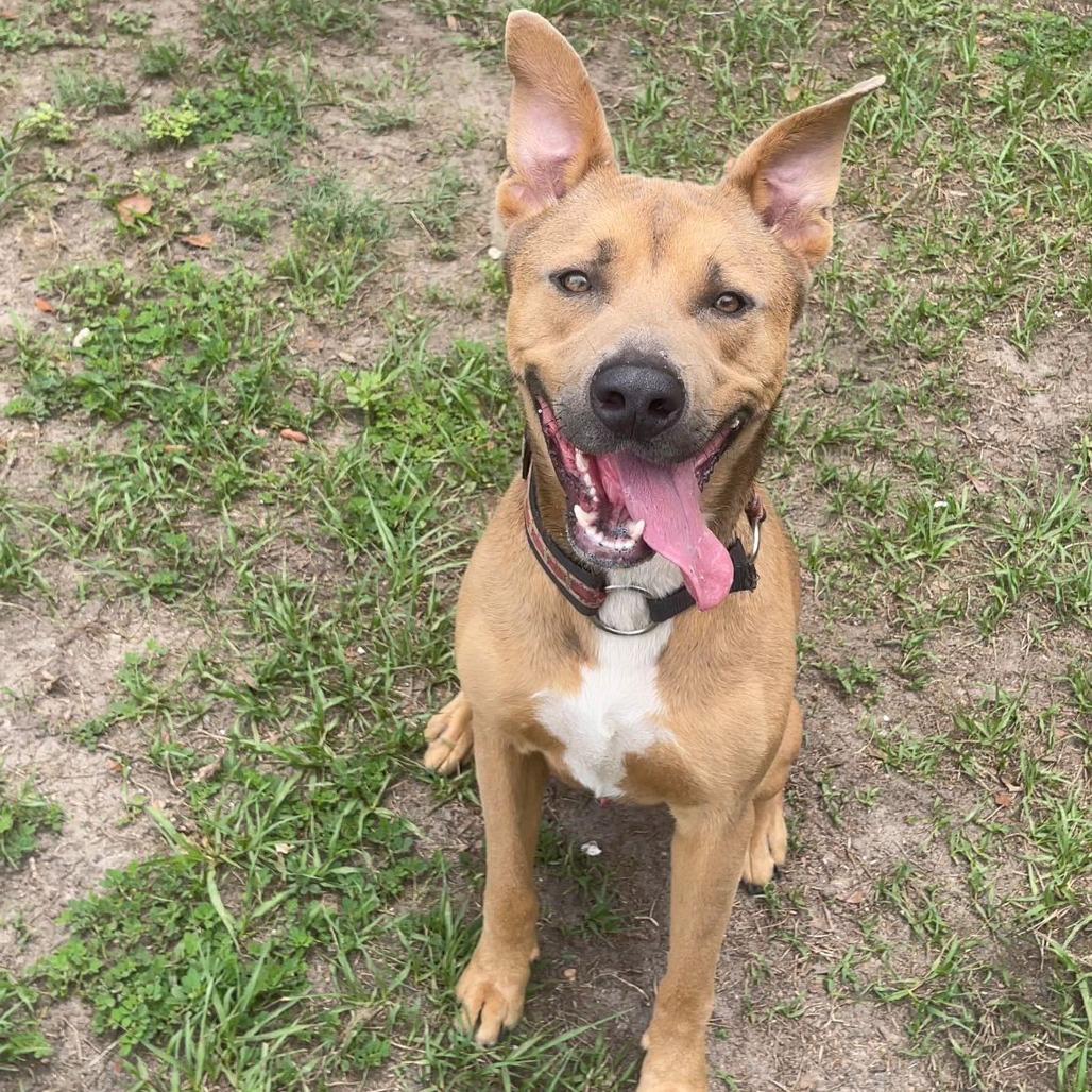Enlarge Moose, a Adoptable Shepherd in Lakeland, FL image 6/6