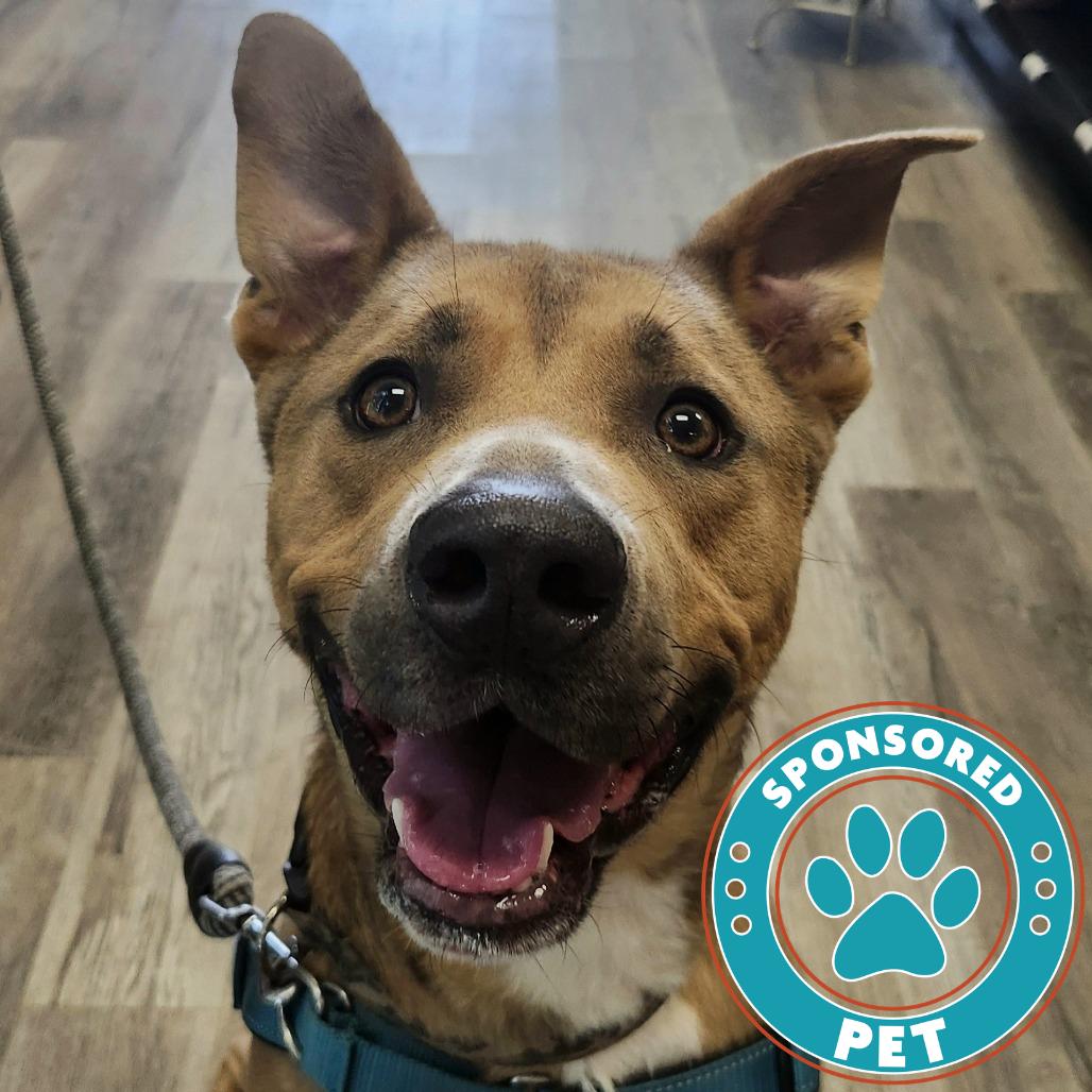 Moose, a Adoptable Shepherd in Lakeland, FL image 5/6