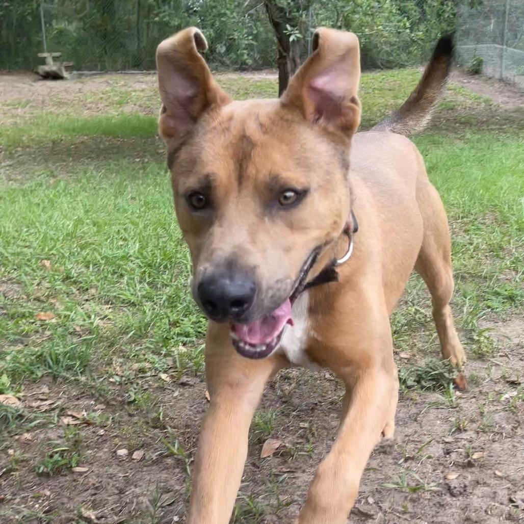 Moose, a Adoptable Shepherd in Lakeland, FL image 6/6