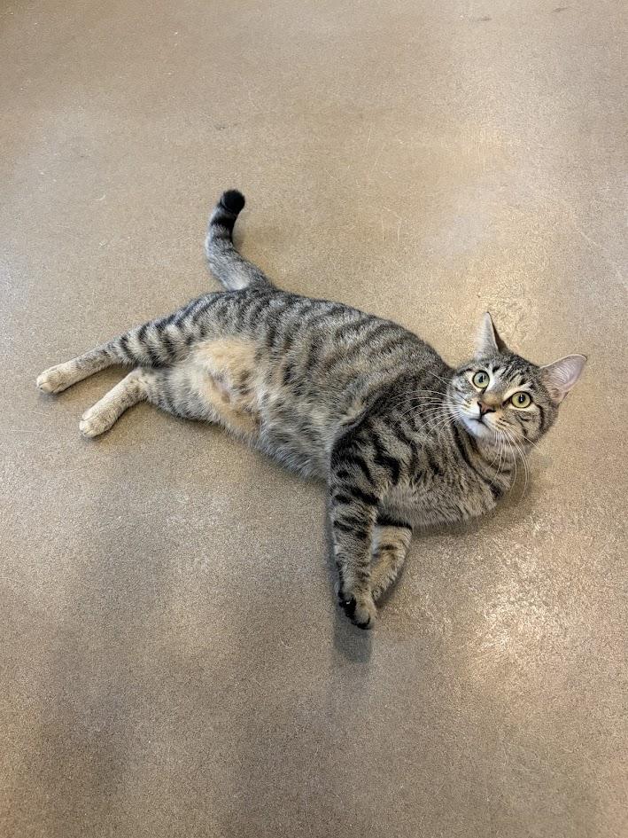 Enlarge Piper  Lynn, an adoptable Domestic Short Hair in Winchester, VA image 2/4