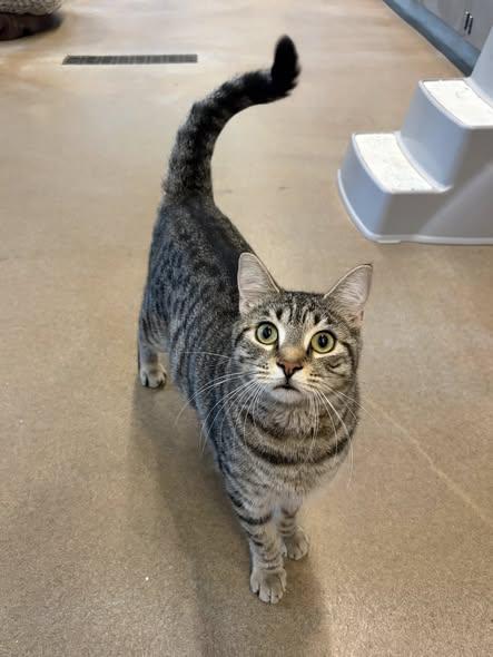 Enlarge Piper  Lynn, an adoptable Domestic Short Hair in Winchester, VA image 1/4