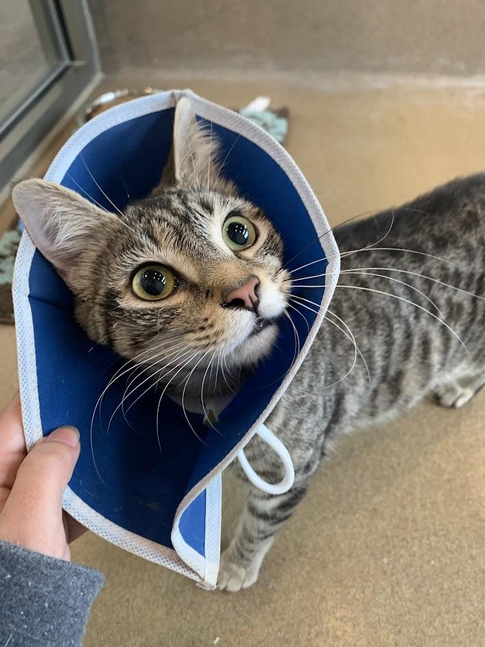 Piper  Lynn, Adoptable, Young Female Domestic Short Hair.