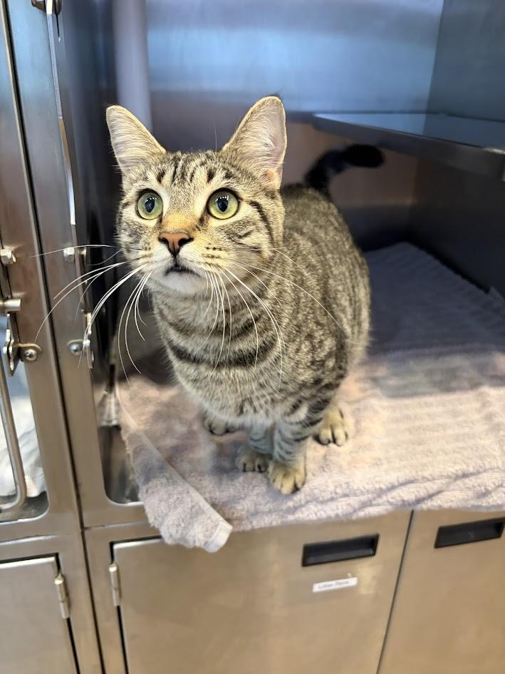 Enlarge Piper  Lynn, an adoptable Domestic Short Hair in Winchester, VA image 3/4