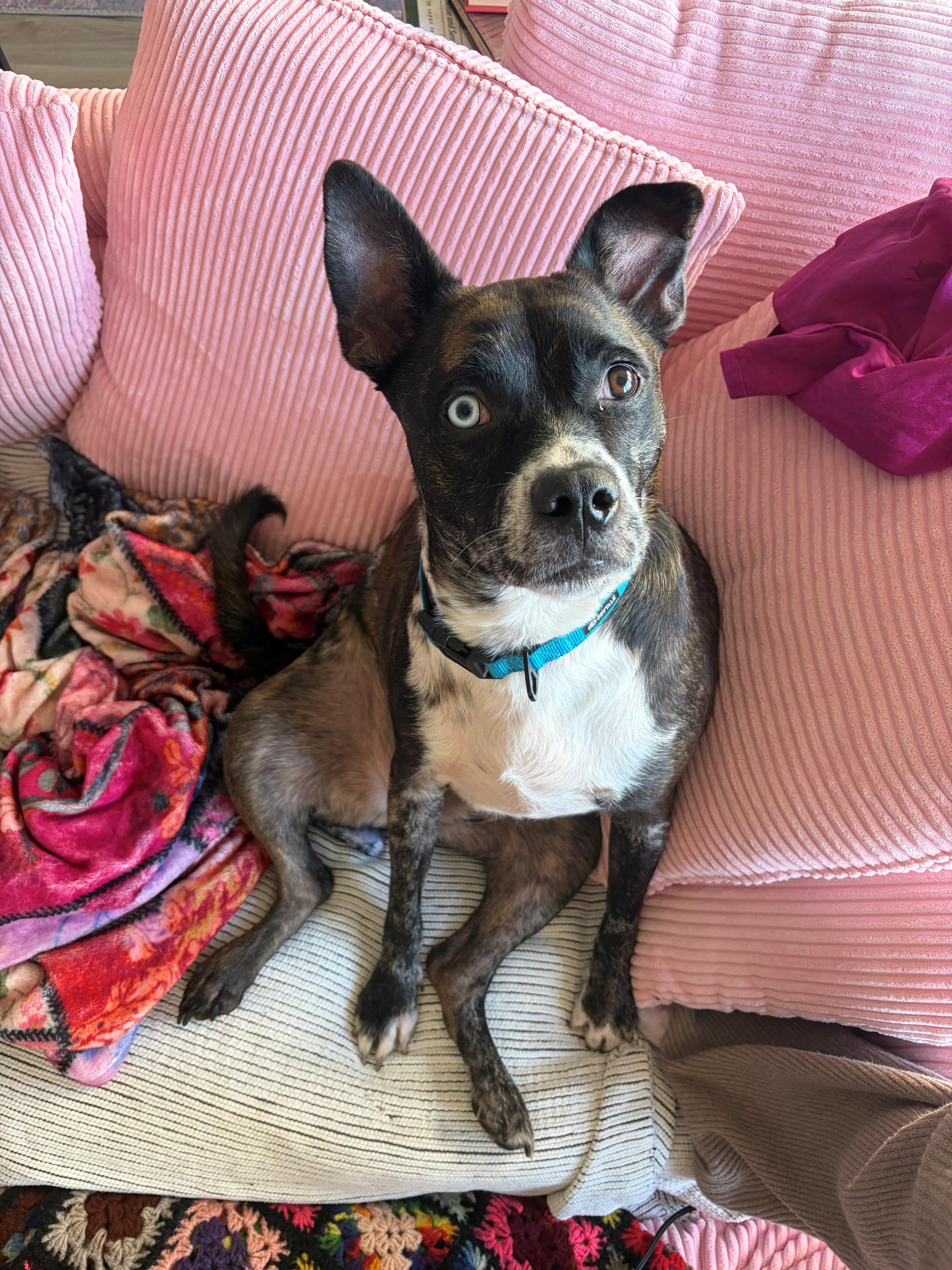 Enlarge Ronin, a Adoptable mixed breed in Oregon, IL image 5/5