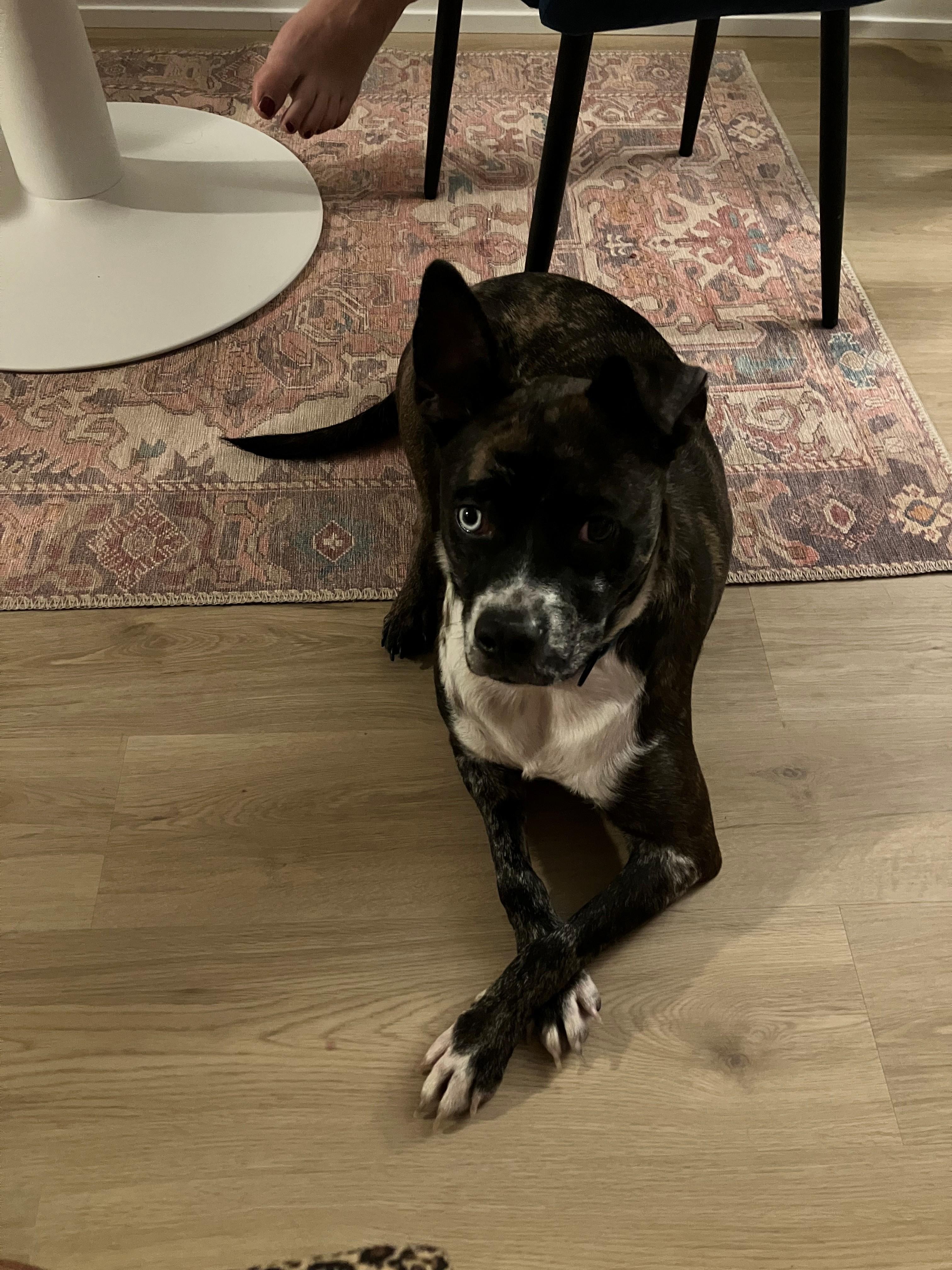 Enlarge Ronin, a Adoptable mixed breed in Oregon, IL image 3/5