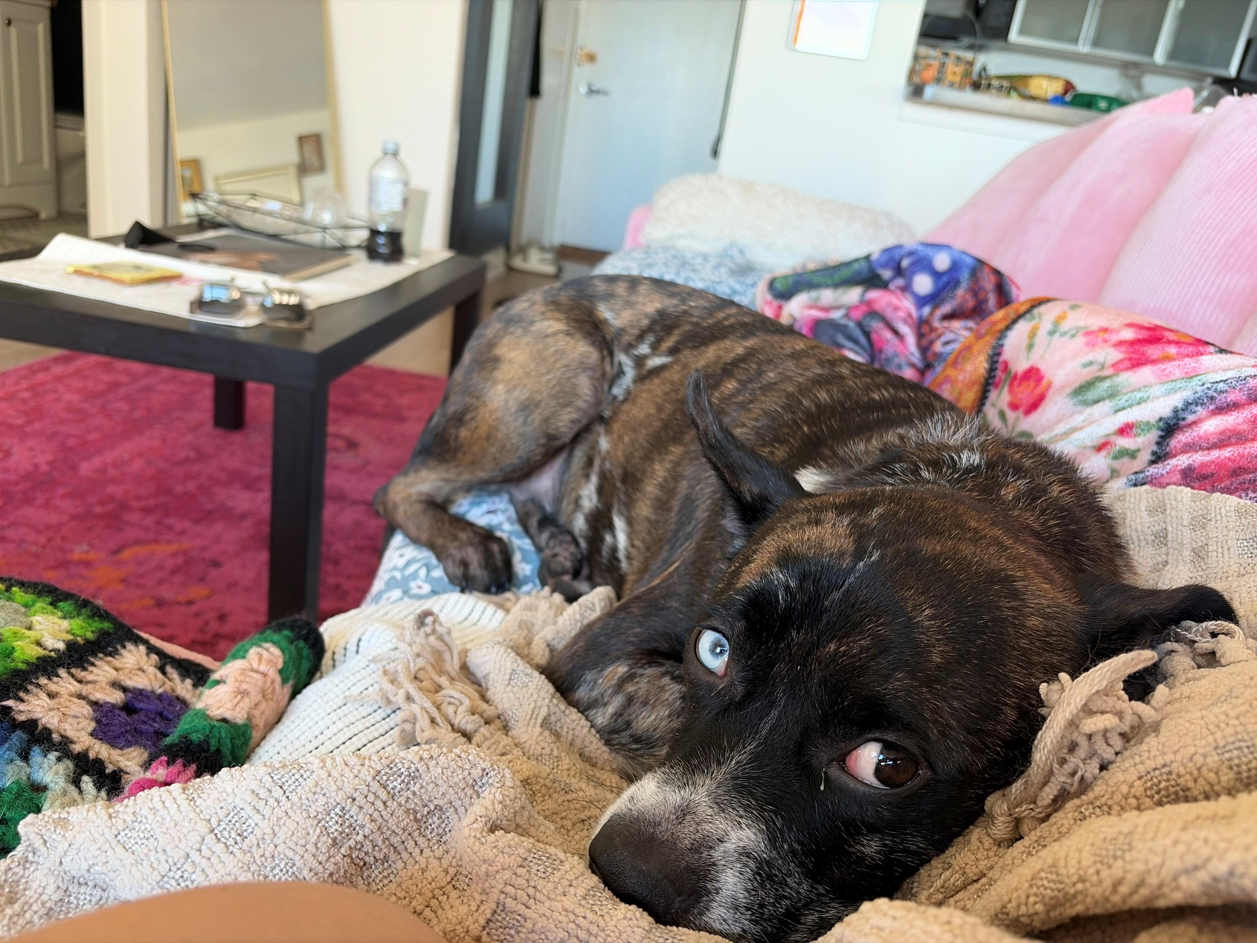 Ronin, Adoptable, Adult Male American Staffordshire Terrier & Boxer.