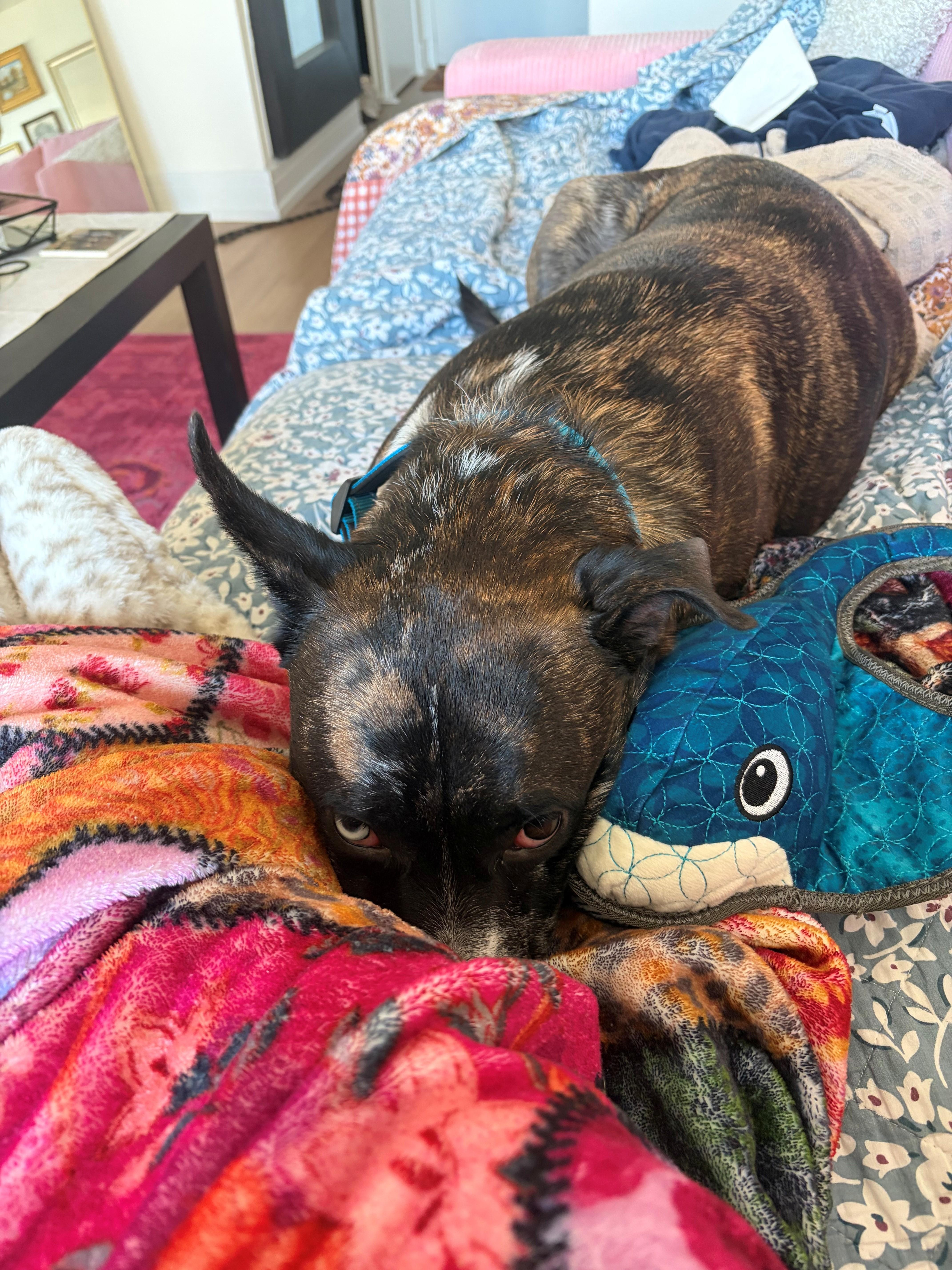 Enlarge Ronin, a Adoptable mixed breed in Oregon, IL image 4/5
