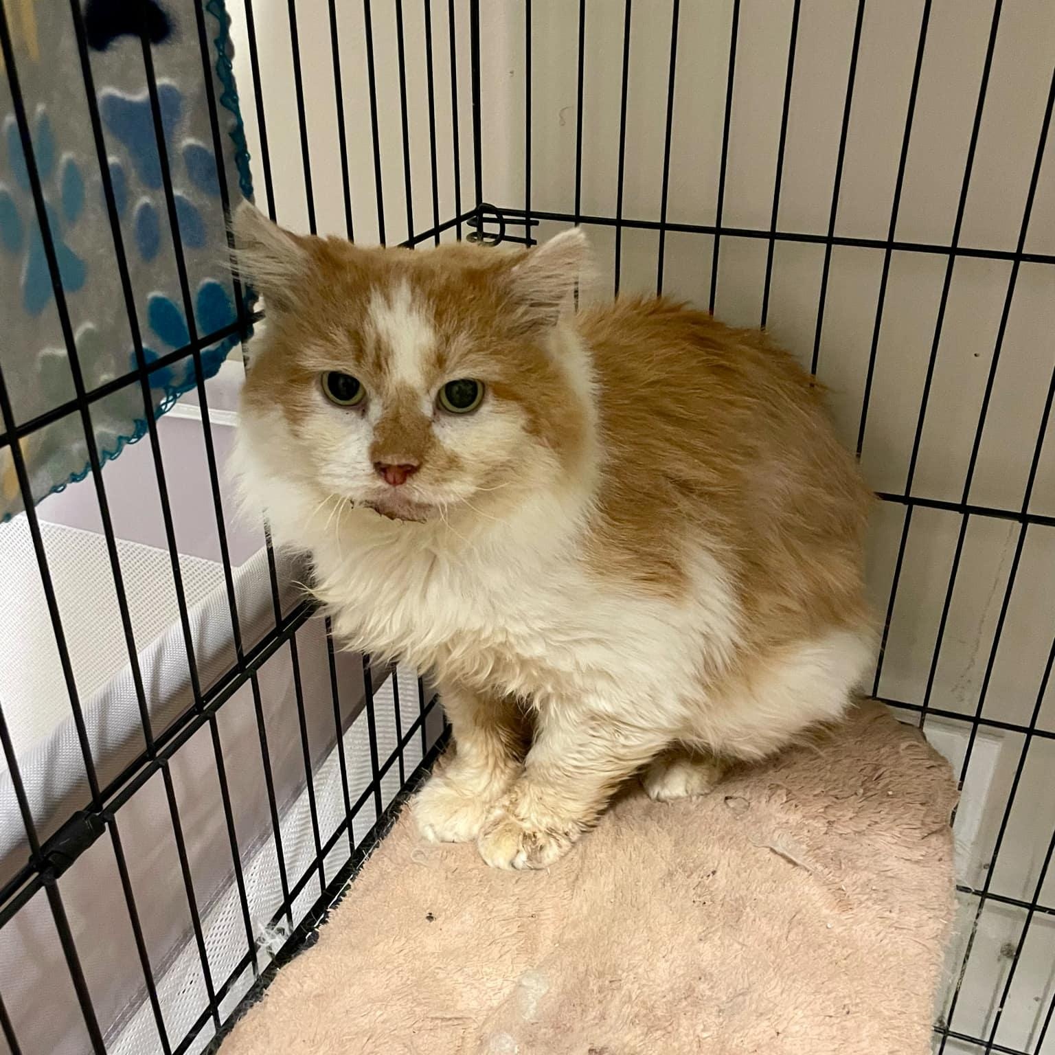 Enlarge Manx, a ADOPTABLE Domestic Medium Hair in Bellmawr, NJ image 1/1