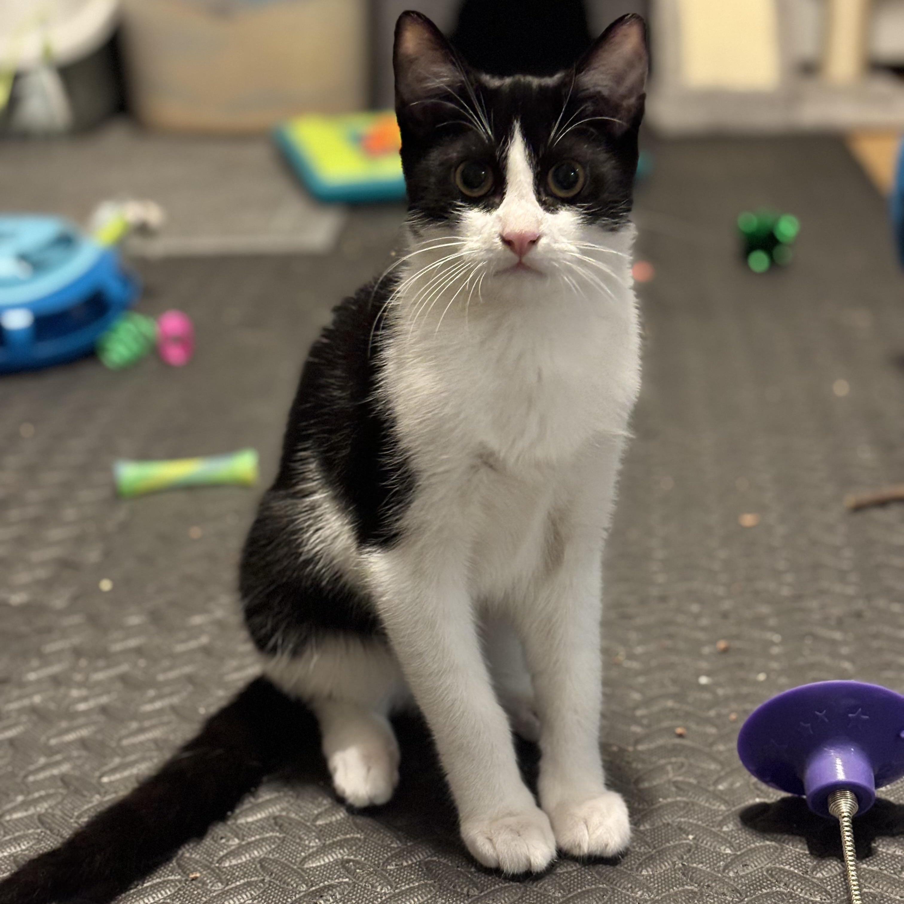 Nile, Adoptable, Kitten Male Tuxedo.