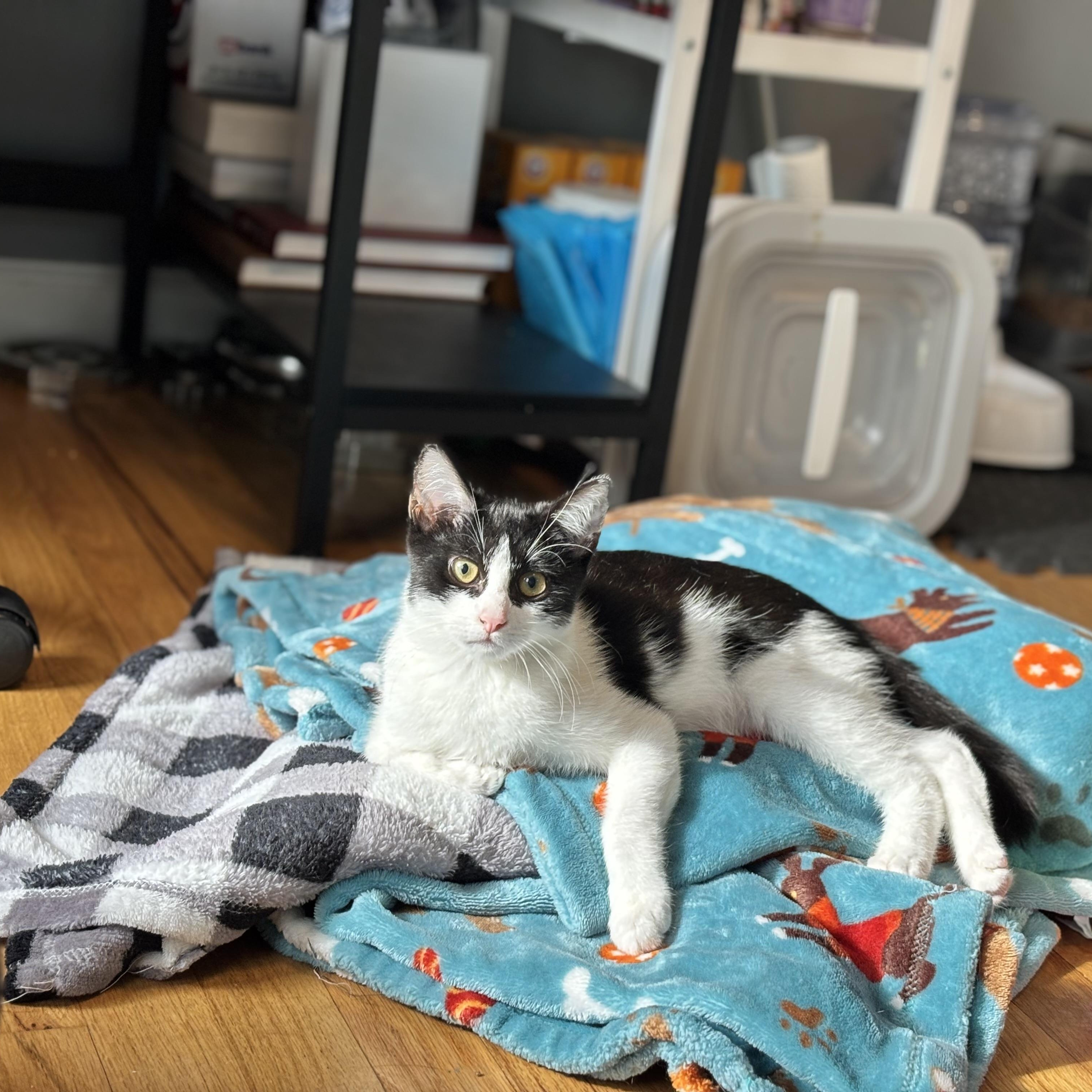 Enlarge Nile, a Adoptable Tuxedo in Wanaque, NJ image 4/5