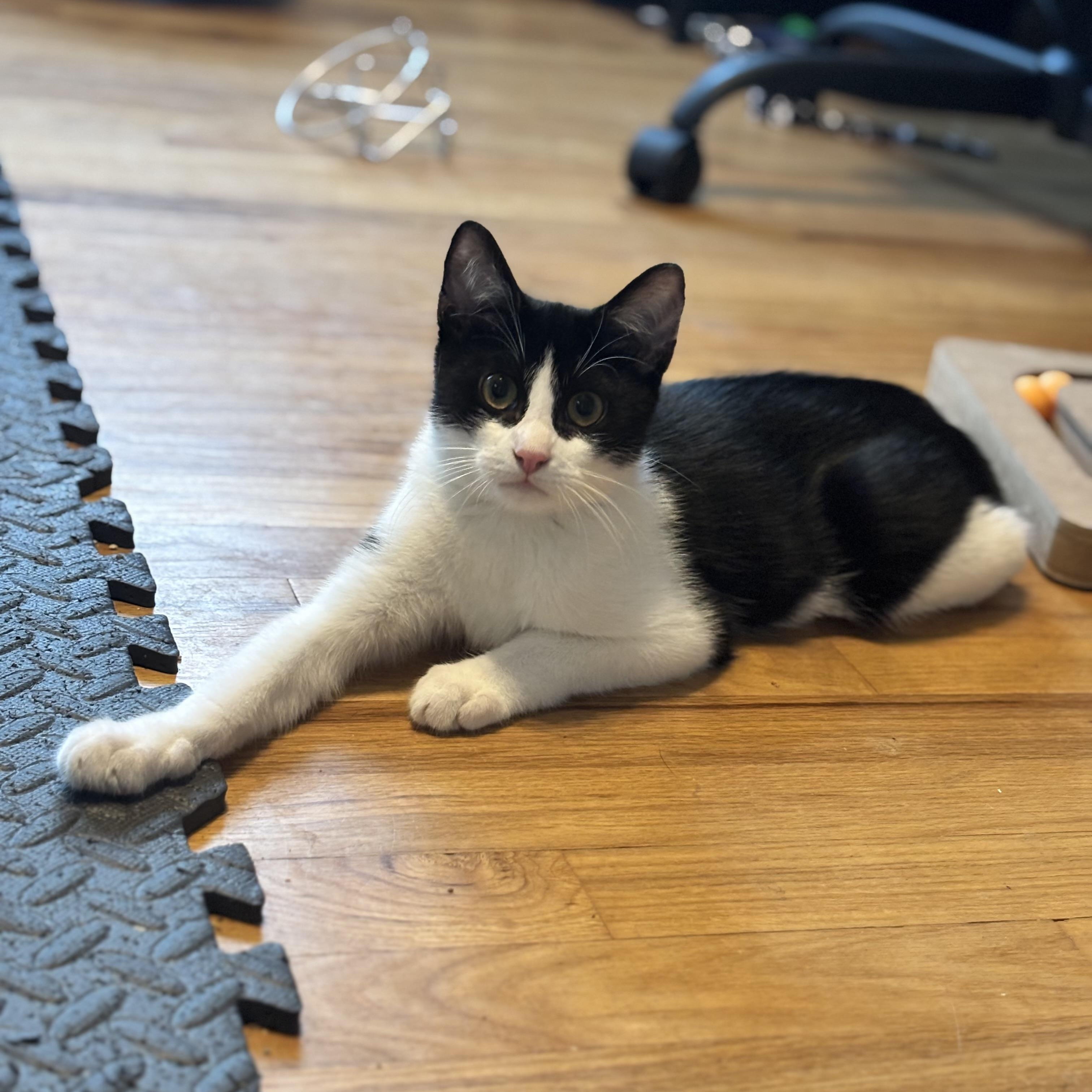 Enlarge Nile, a Adoptable Tuxedo in Wanaque, NJ image 2/5