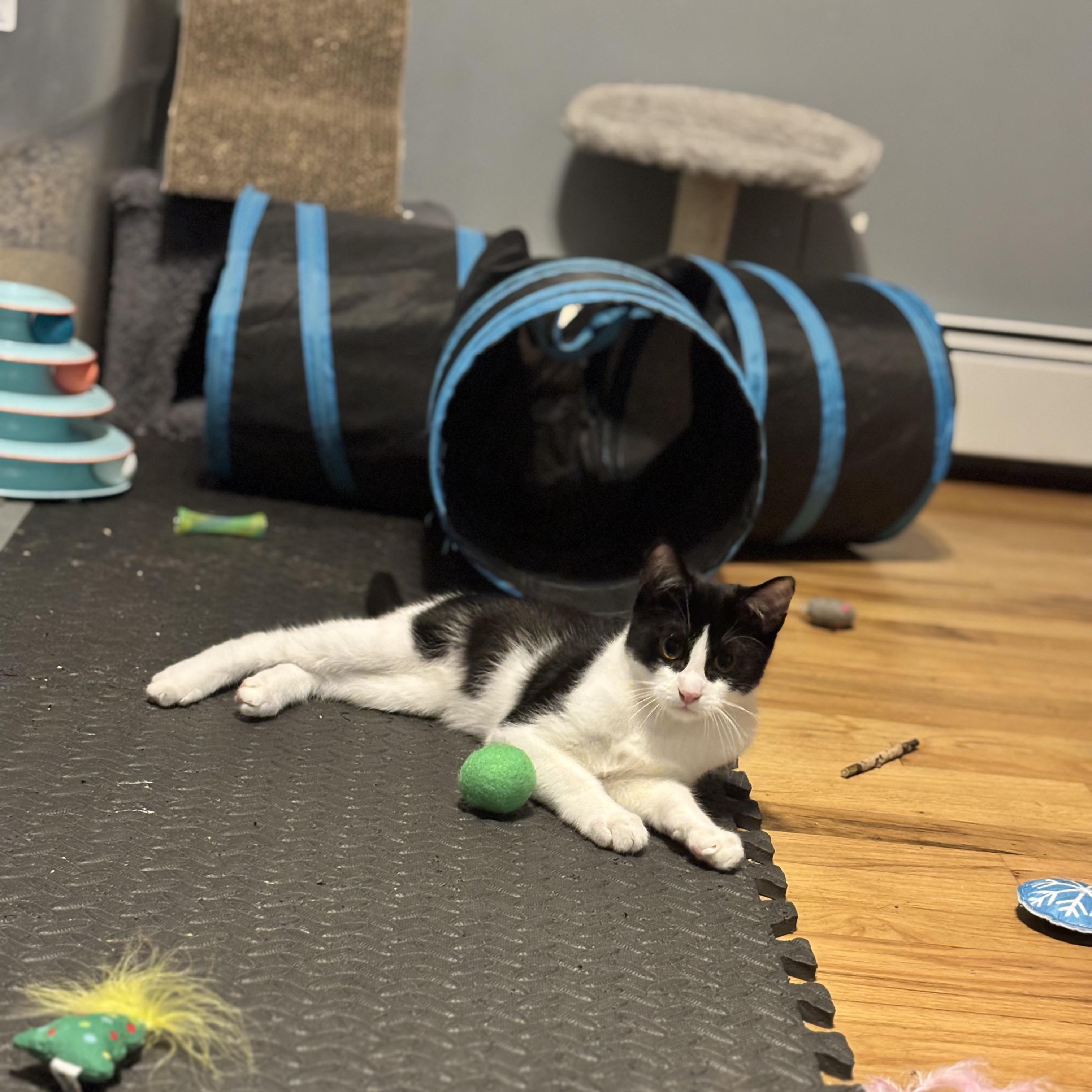 Enlarge Nile, a Adoptable Tuxedo in Wanaque, NJ image 5/5
