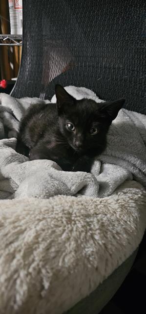 MADDOX, Adoptable, Kitten Male Domestic Short Hair.