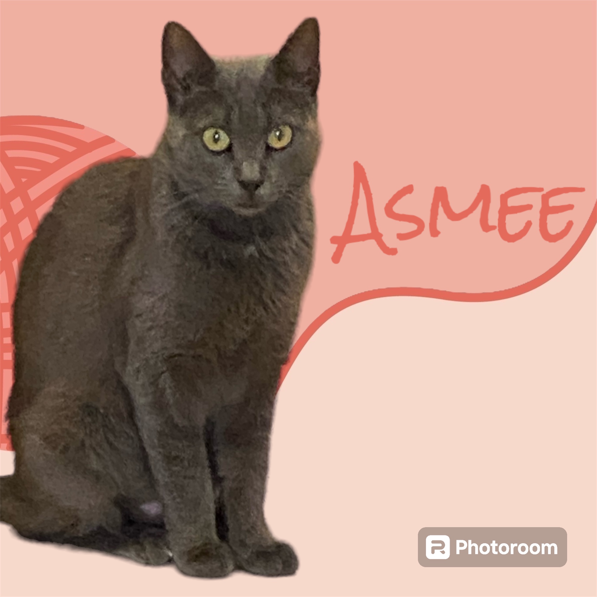Asmee, Adoptable, Adult Female Russian Blue.