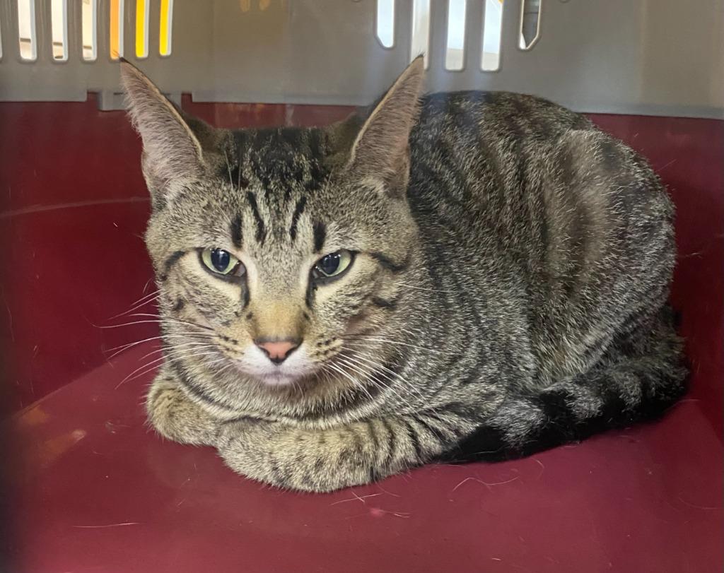 Cosmo, Adoptable, Young Male Domestic Short Hair.