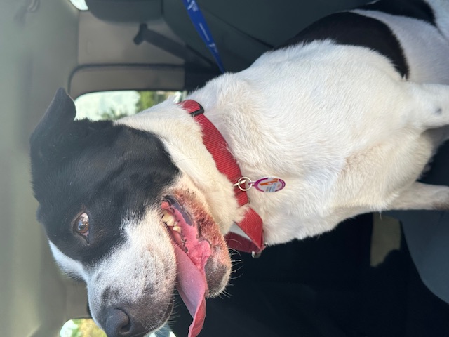 ANTOINETTE, an adoptable Mixed Breed in Miami, FL, 33144 | Photo Image 2