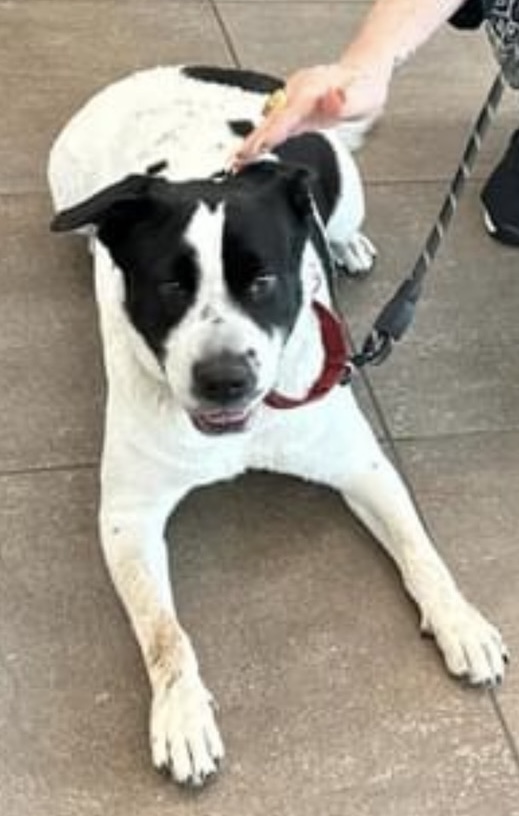 ANTOINETTE, an adoptable Mixed Breed in Miami, FL, 33144 | Photo Image 4