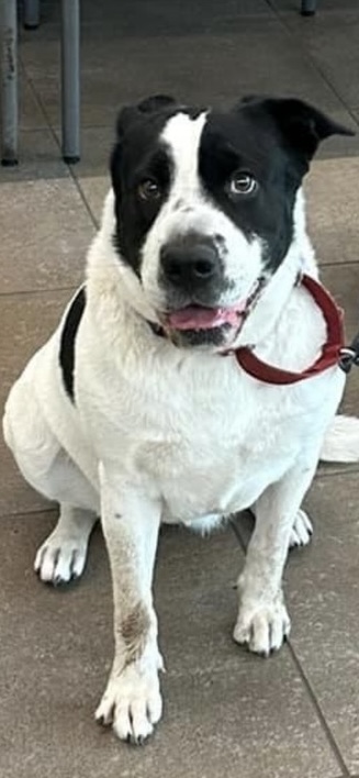 ANTOINETTE, an adoptable Mixed Breed in Miami, FL, 33144 | Photo Image 5