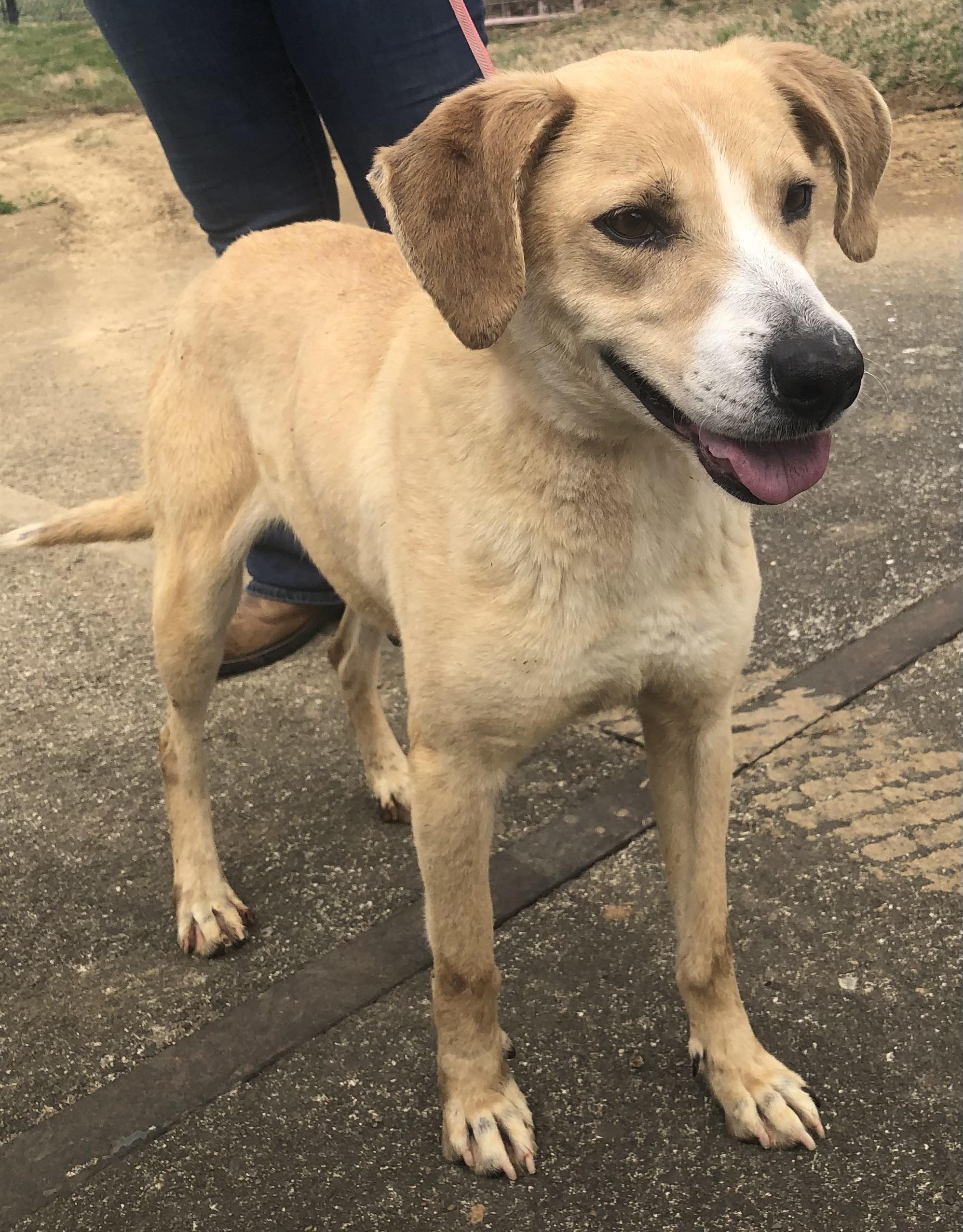 Enlarge Darcy - URGENT!, a Adoptable mixed breed in Springfield, TN image 4/5