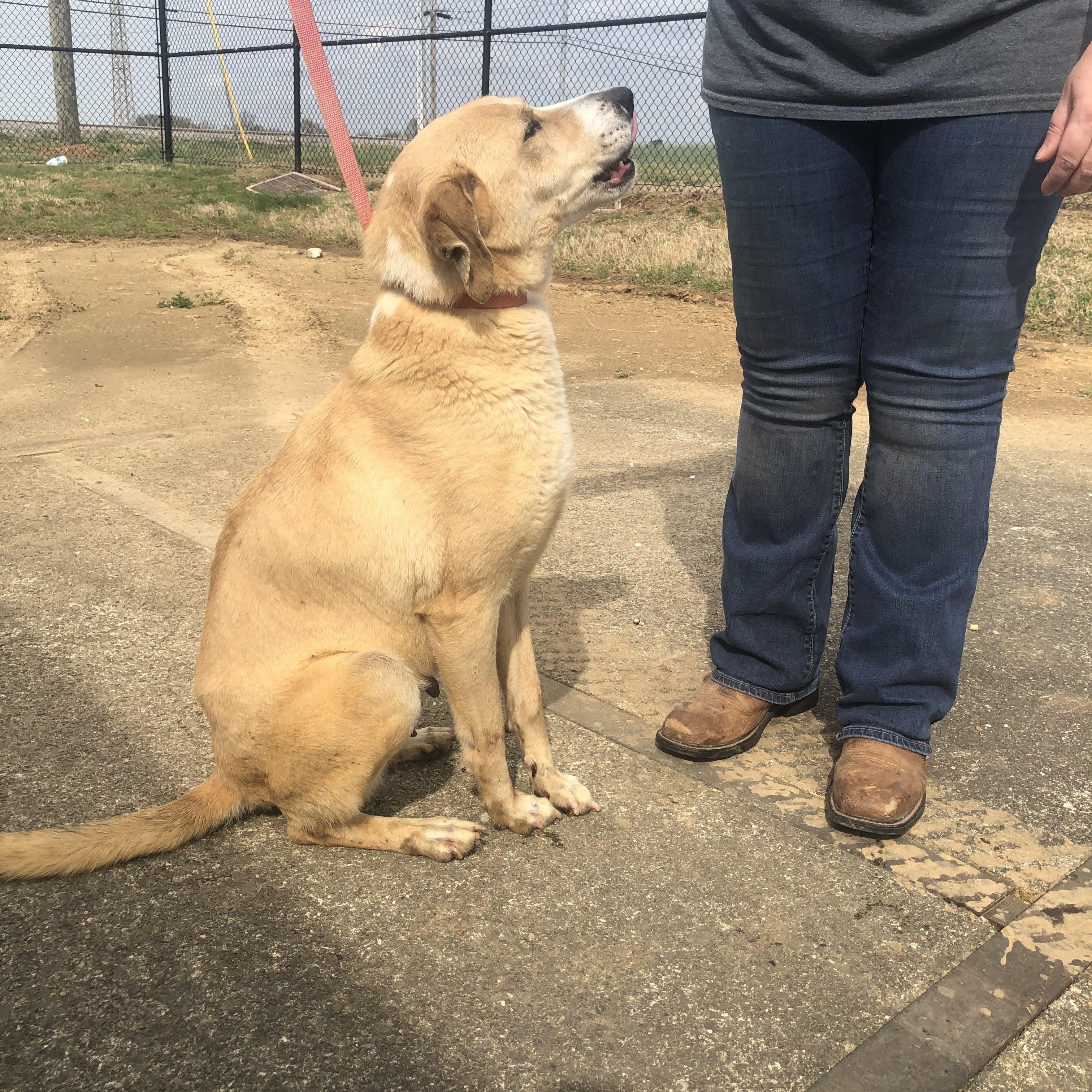 Enlarge Darcy - URGENT!, a Adoptable mixed breed in Springfield, TN image 3/5