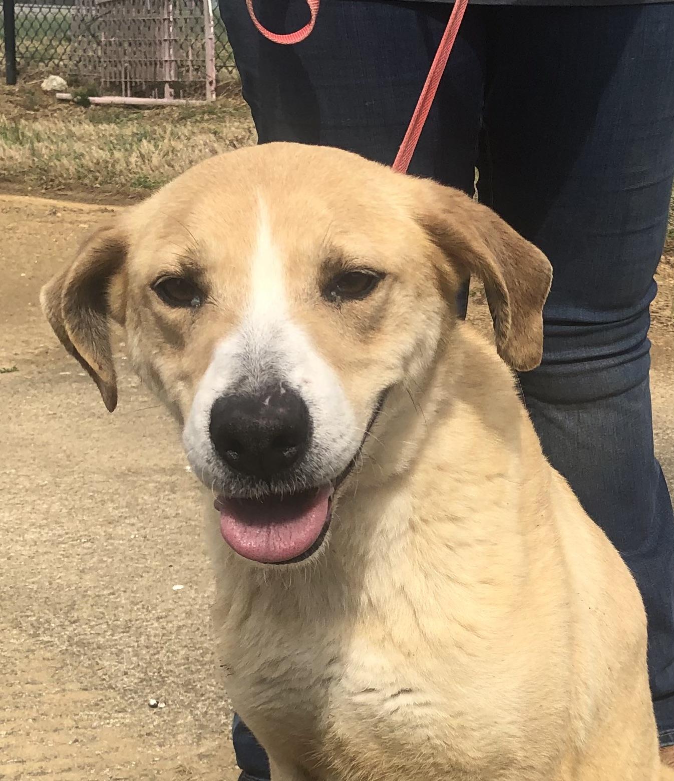 Enlarge Darcy - URGENT!, a Adoptable mixed breed in Springfield, TN image 1/5