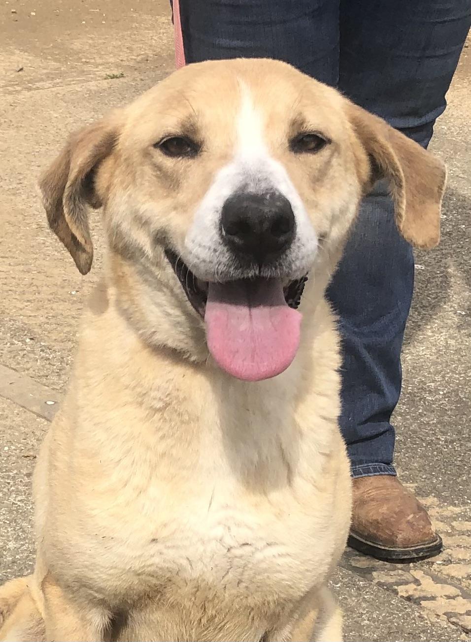 Enlarge Darcy - URGENT!, a Adoptable mixed breed in Springfield, TN image 2/5