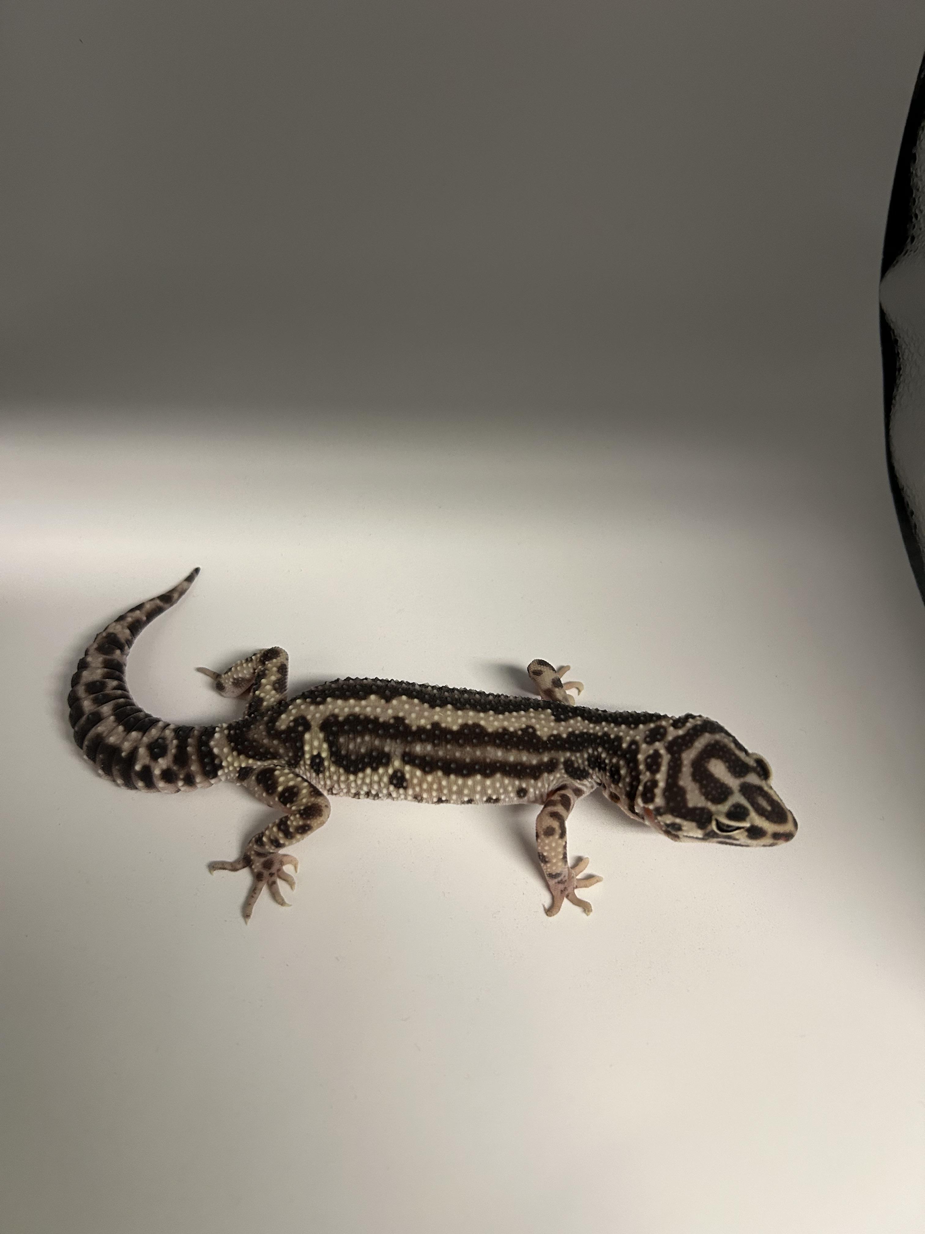 Leopard Gecko #4