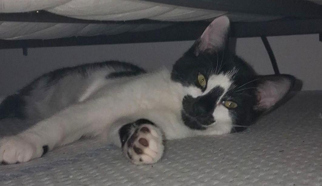 Enlarge Ace, a Adoptable Tuxedo in Springfield, OR image 3/5