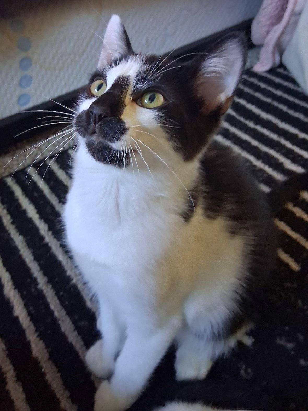 Enlarge Ace, a Adoptable Tuxedo in Springfield, OR image 2/5