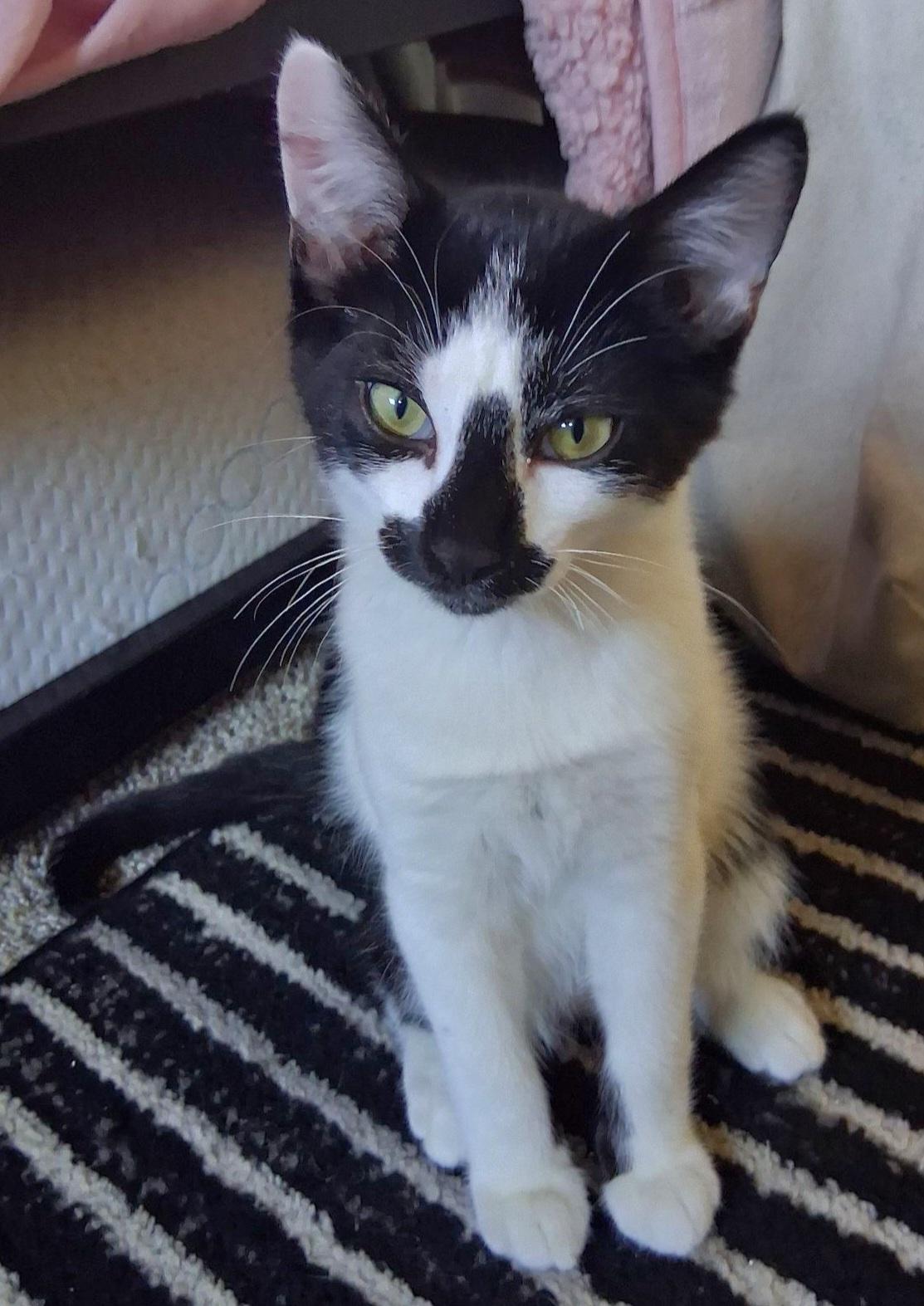 Ace, Adoptable, Kitten Male Tuxedo.