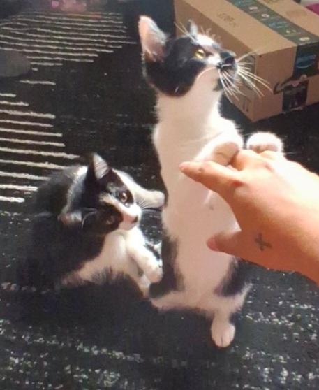 Enlarge Ace, a Adoptable Tuxedo in Springfield, OR image 4/5
