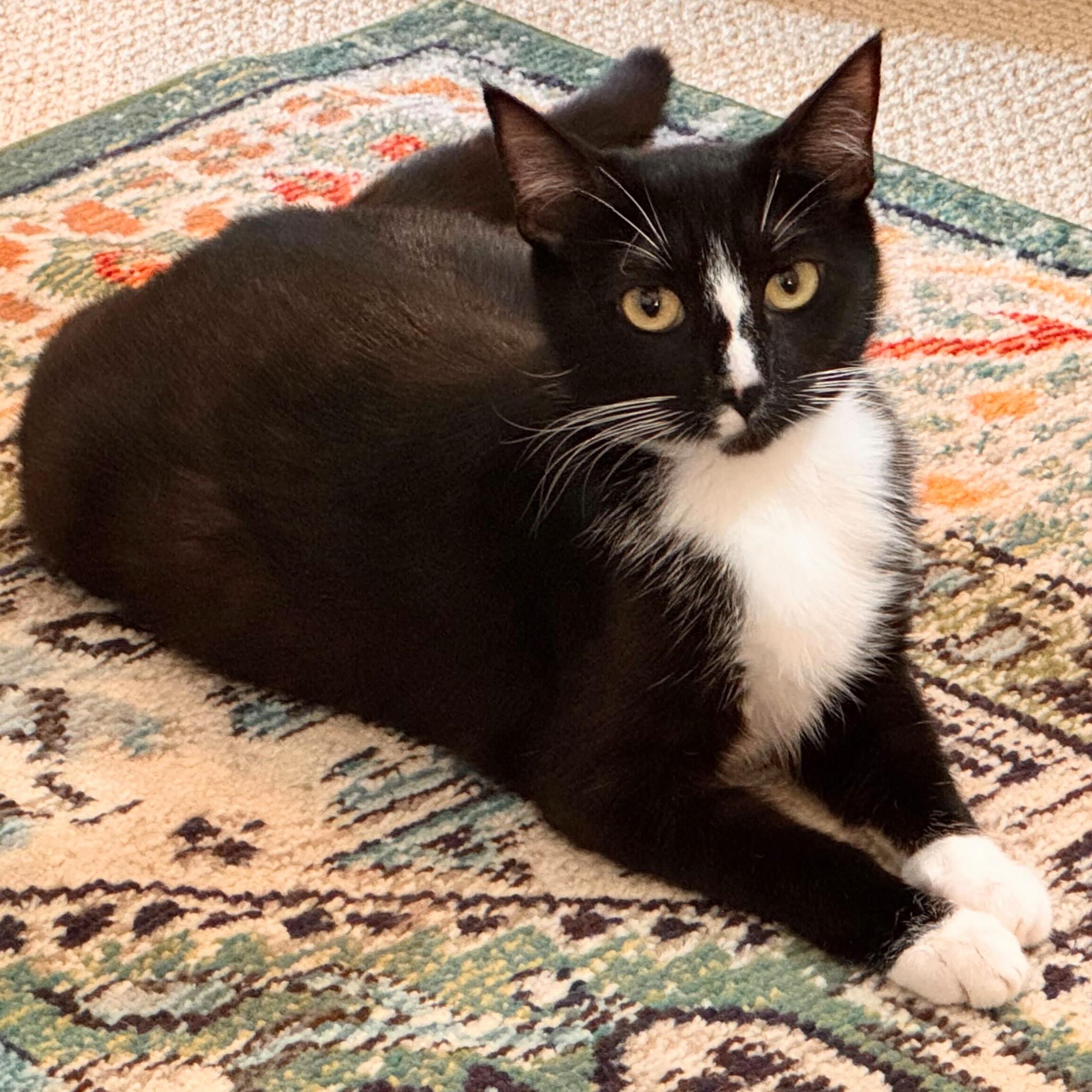 Truffle, Adoptable, Young Female Domestic Short Hair.