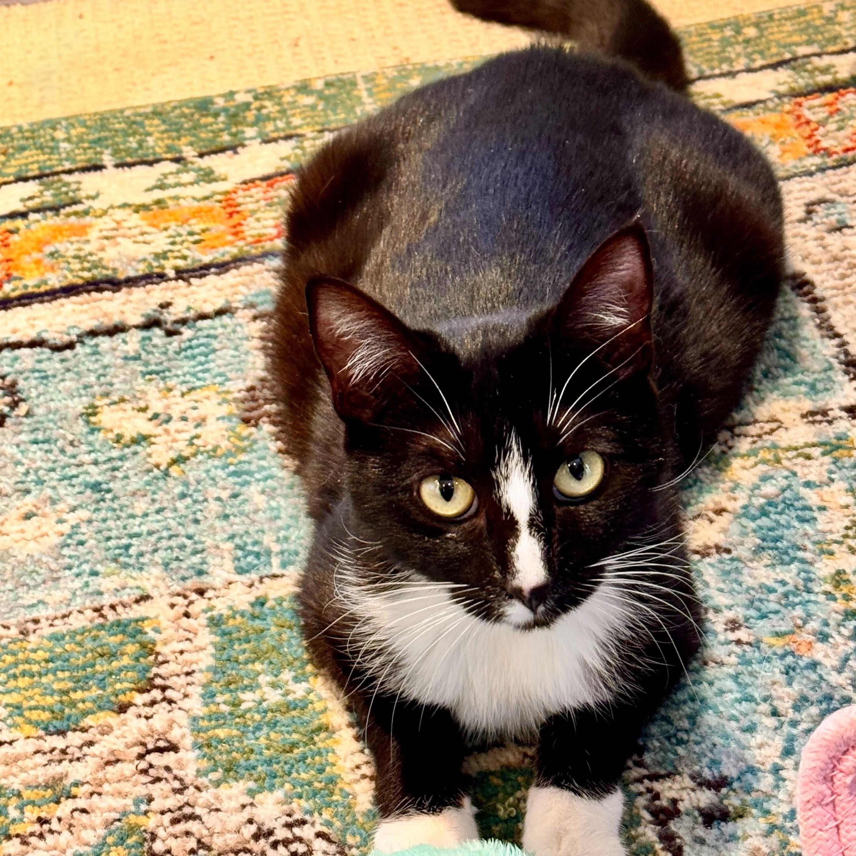 Truffle, a Adoptable Domestic Short Hair in Wilsonville, OR image 2/3