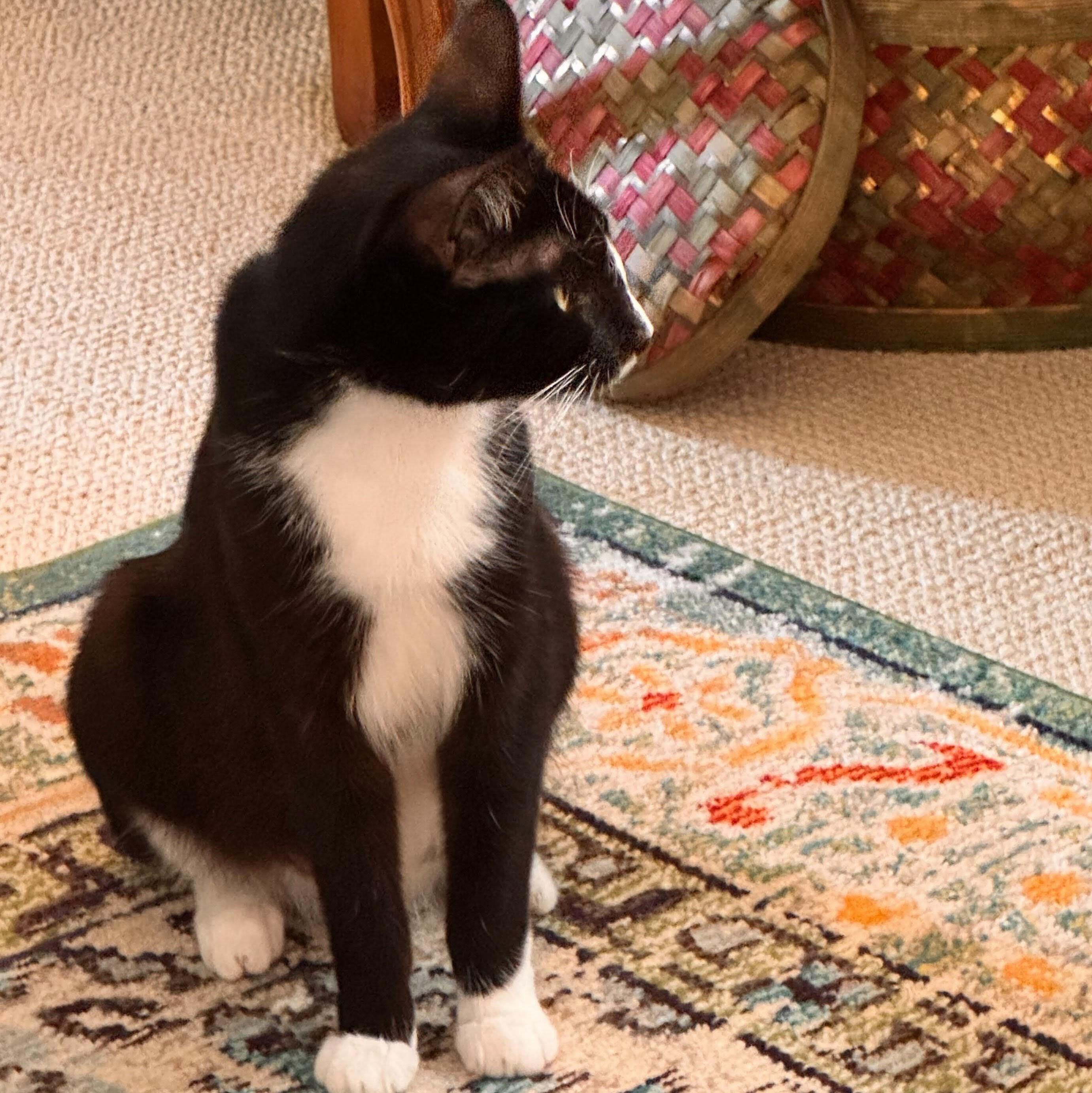 Truffle, a Adoptable Domestic Short Hair in Wilsonville, OR image 3/3