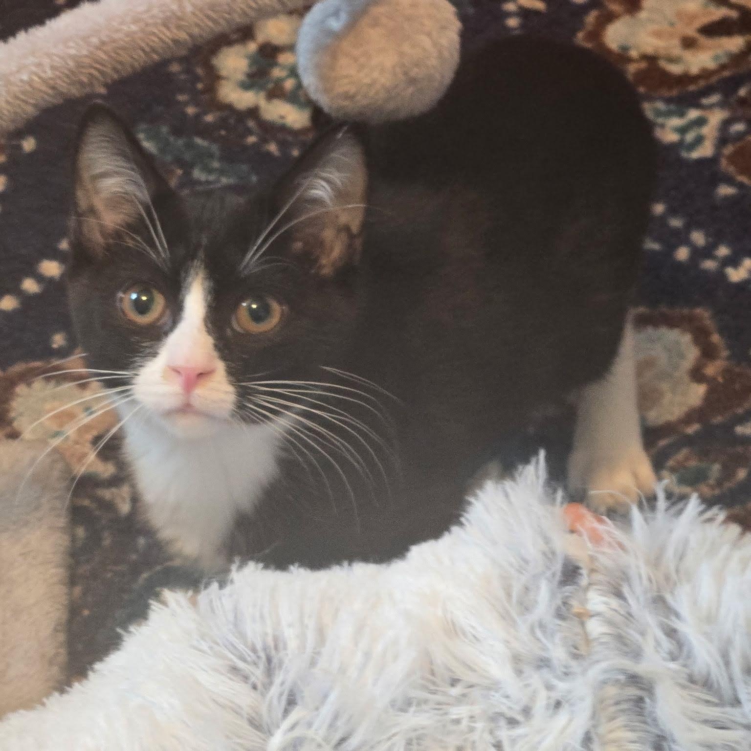 Enlarge Haisley & Hooper, a Adoptable Domestic Short Hair in Buffalo, NY image 3/3