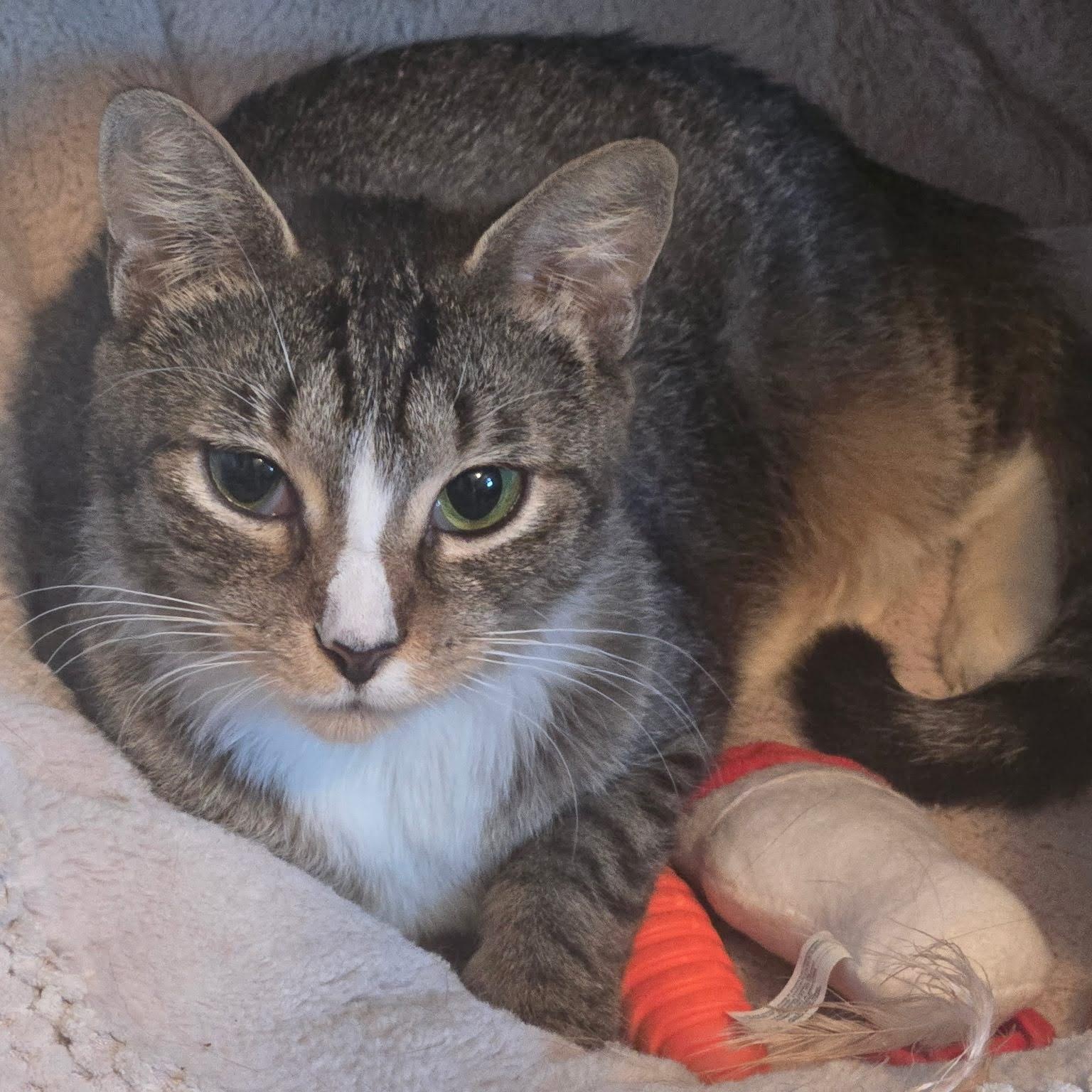 Enlarge Haisley & Hooper, a Adoptable Domestic Short Hair in Buffalo, NY image 2/3