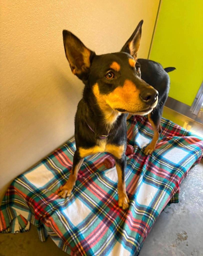 Enlarge Smores, a Adoptable Doberman Pinscher in Neosho, MO image 1/1