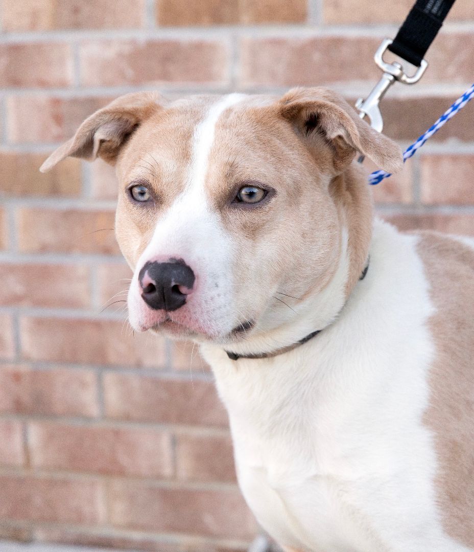 Enlarge Mia, a Adoptable mixed breed in Lambertville, NJ image 1/11