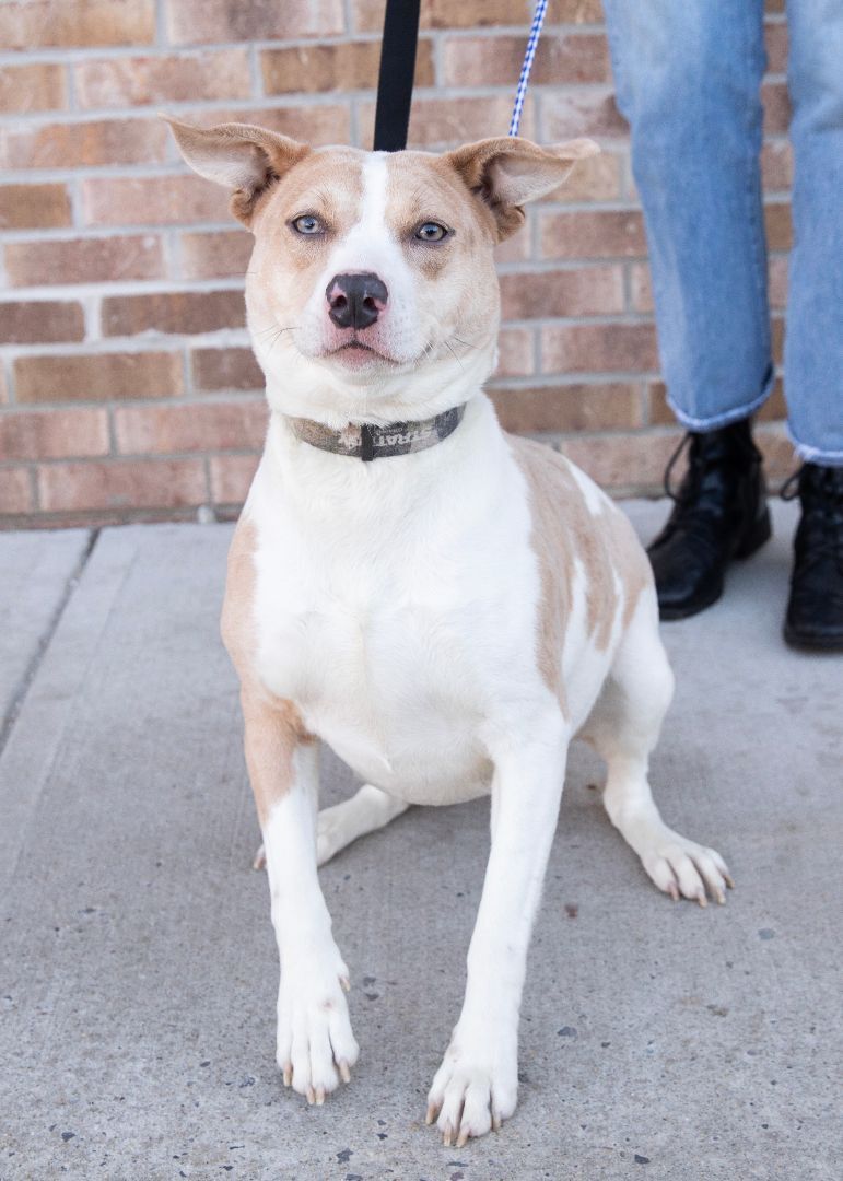 Enlarge Mia, a Adoptable mixed breed in Lambertville, NJ image 2/11