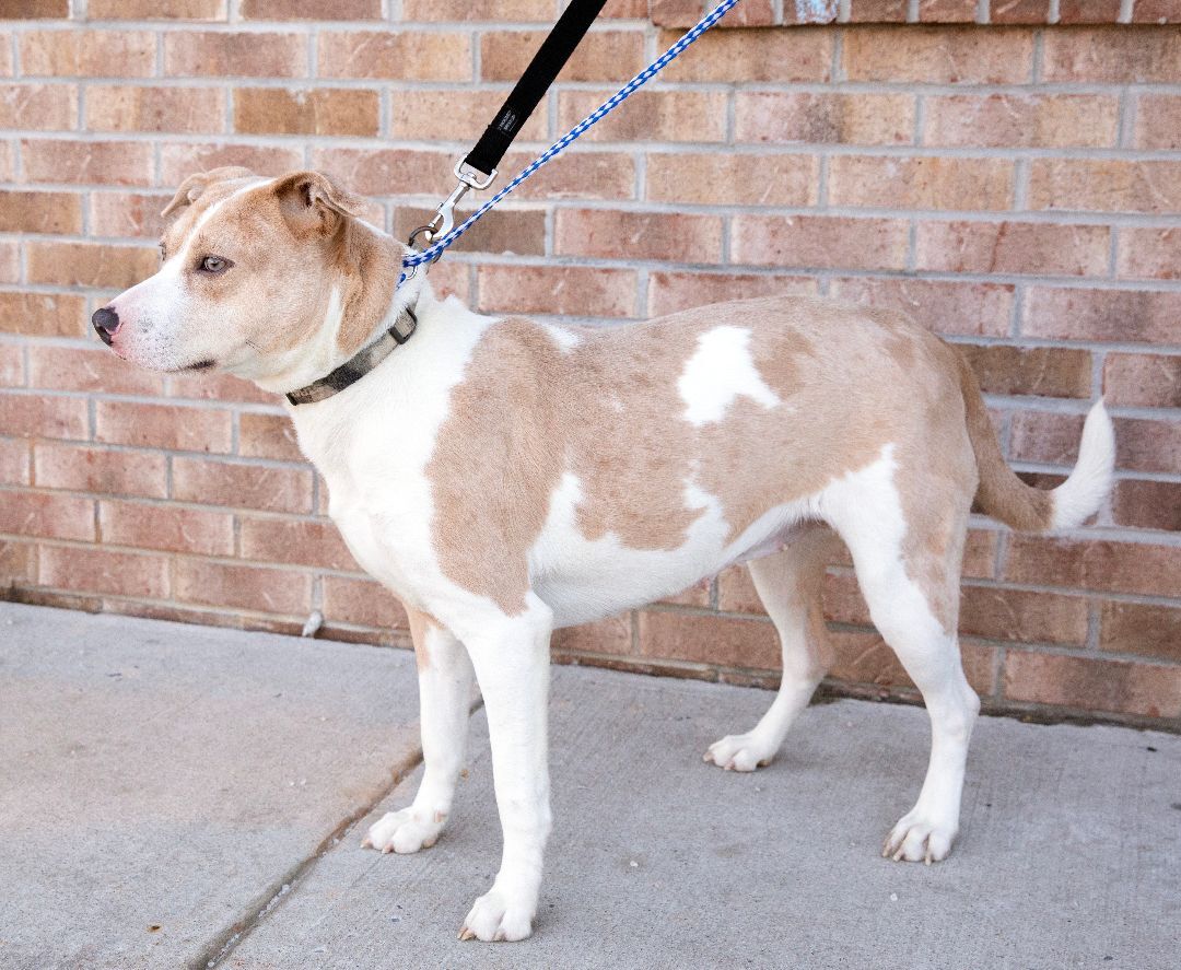 Enlarge Mia, a Adoptable mixed breed in Lambertville, NJ image 3/11