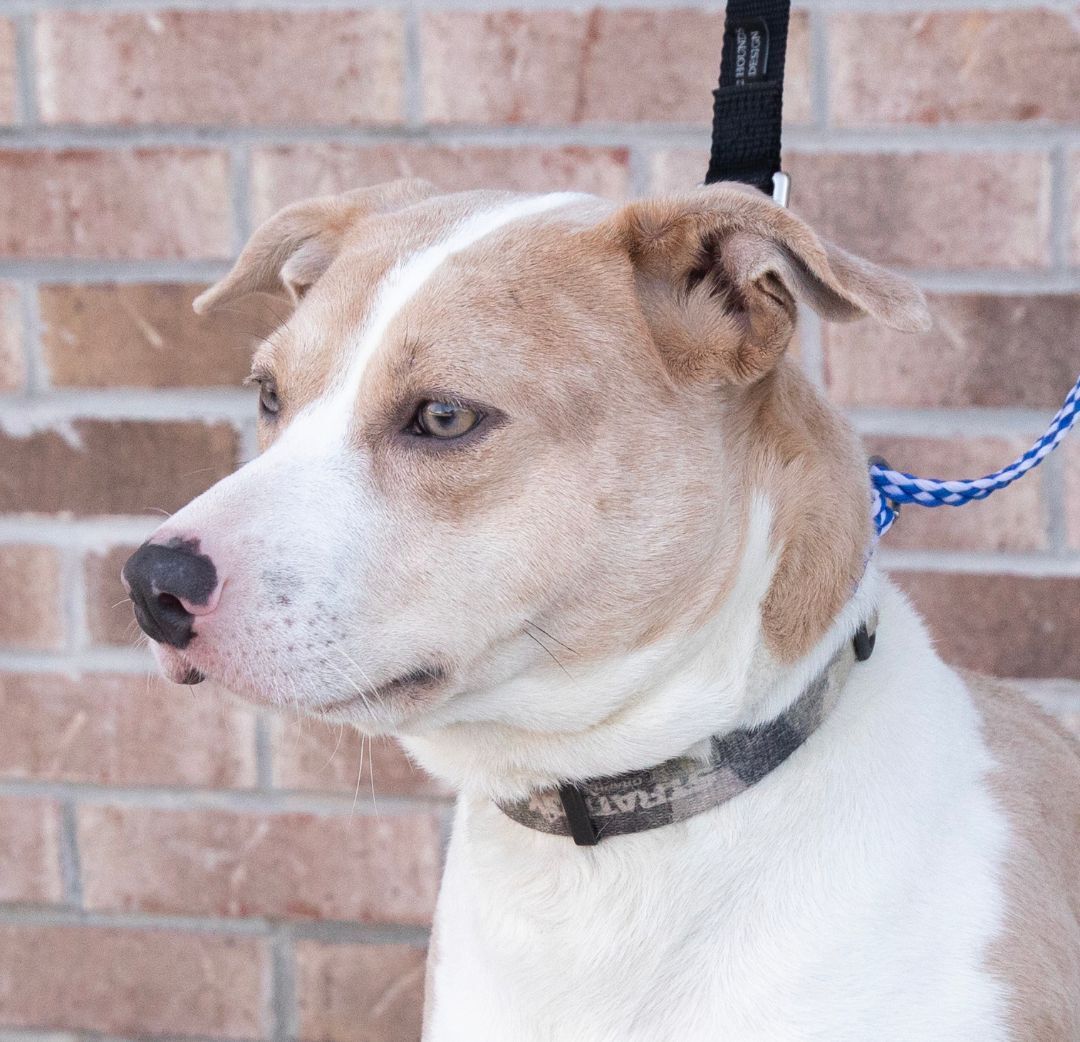 Enlarge Mia, a Adoptable mixed breed in Lambertville, NJ image 5/11