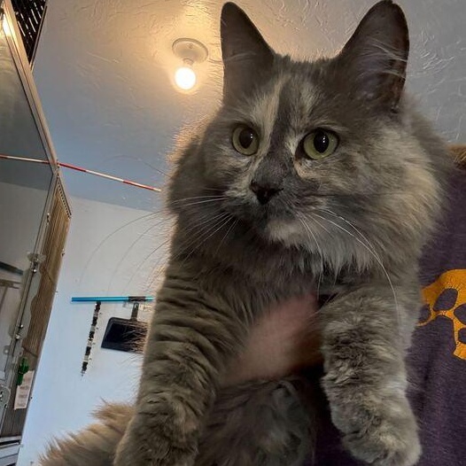 What are the Main Japanese Cat Breeds: Unique Traits Revealed