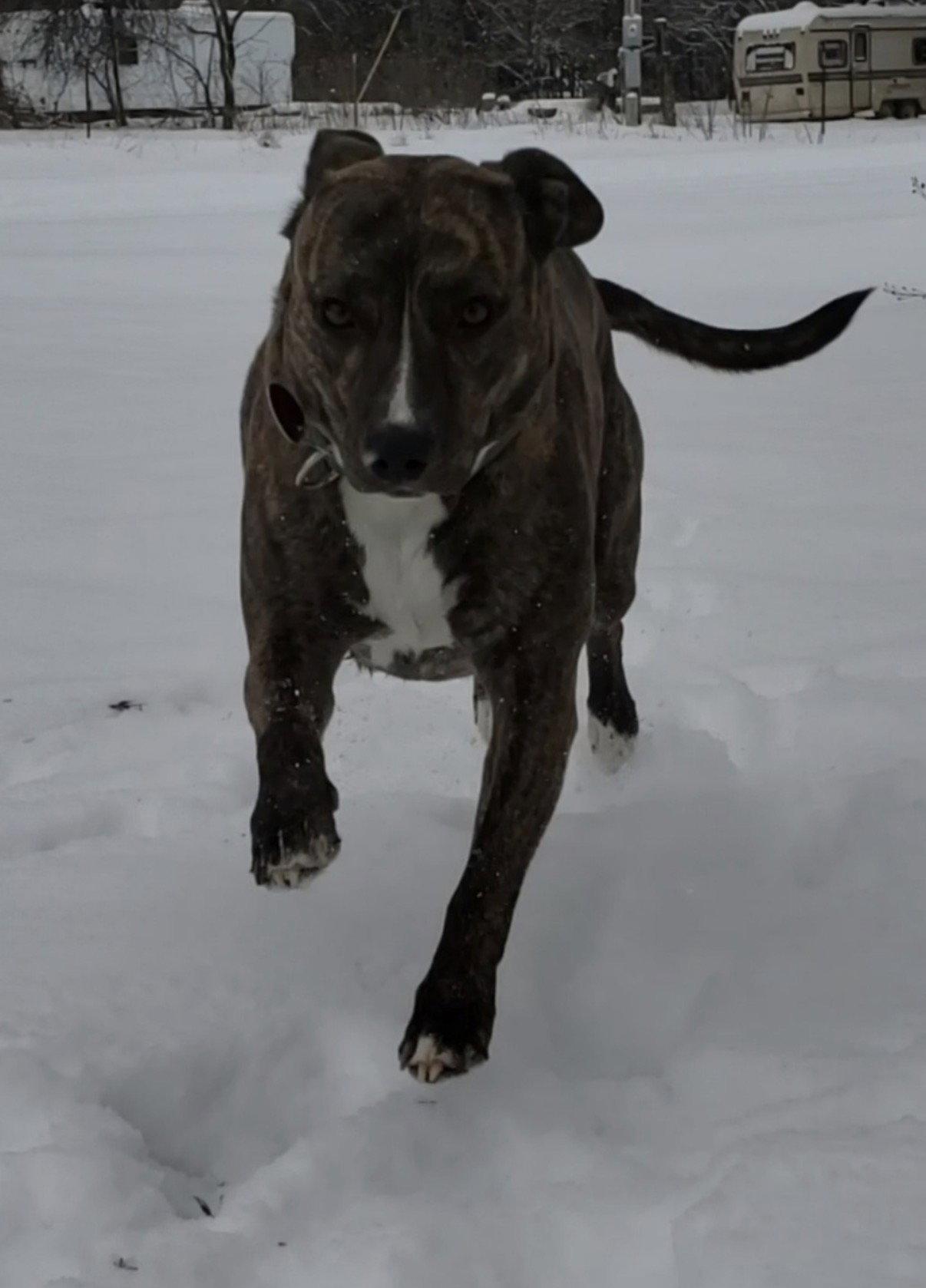 Honey, a Adoptable Mixed Breed in Prague, OK image 1/3