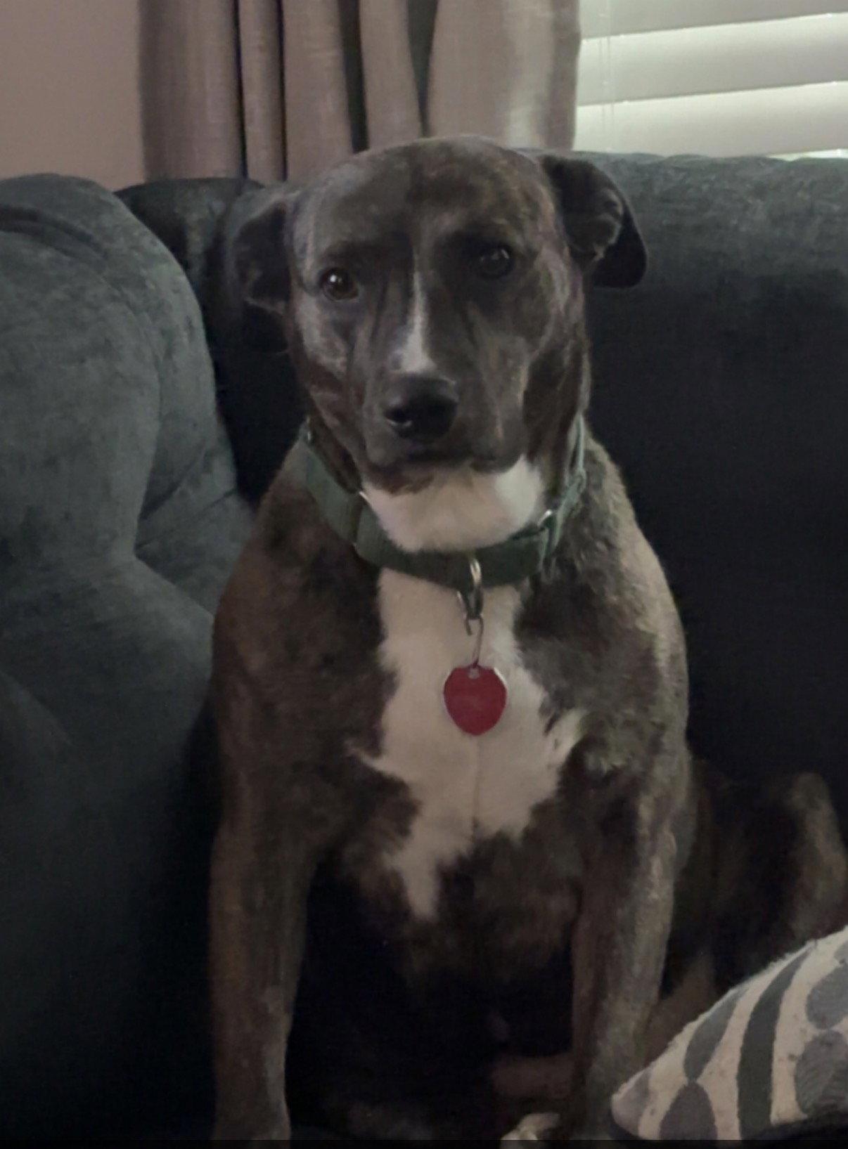 Honey, a Adoptable Mixed Breed in Prague, OK image 2/3