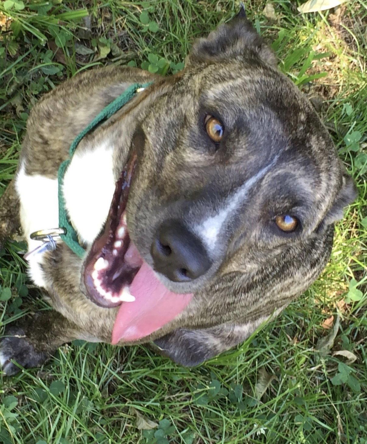 Honey, a Adoptable Mixed Breed in Prague, OK image 3/3