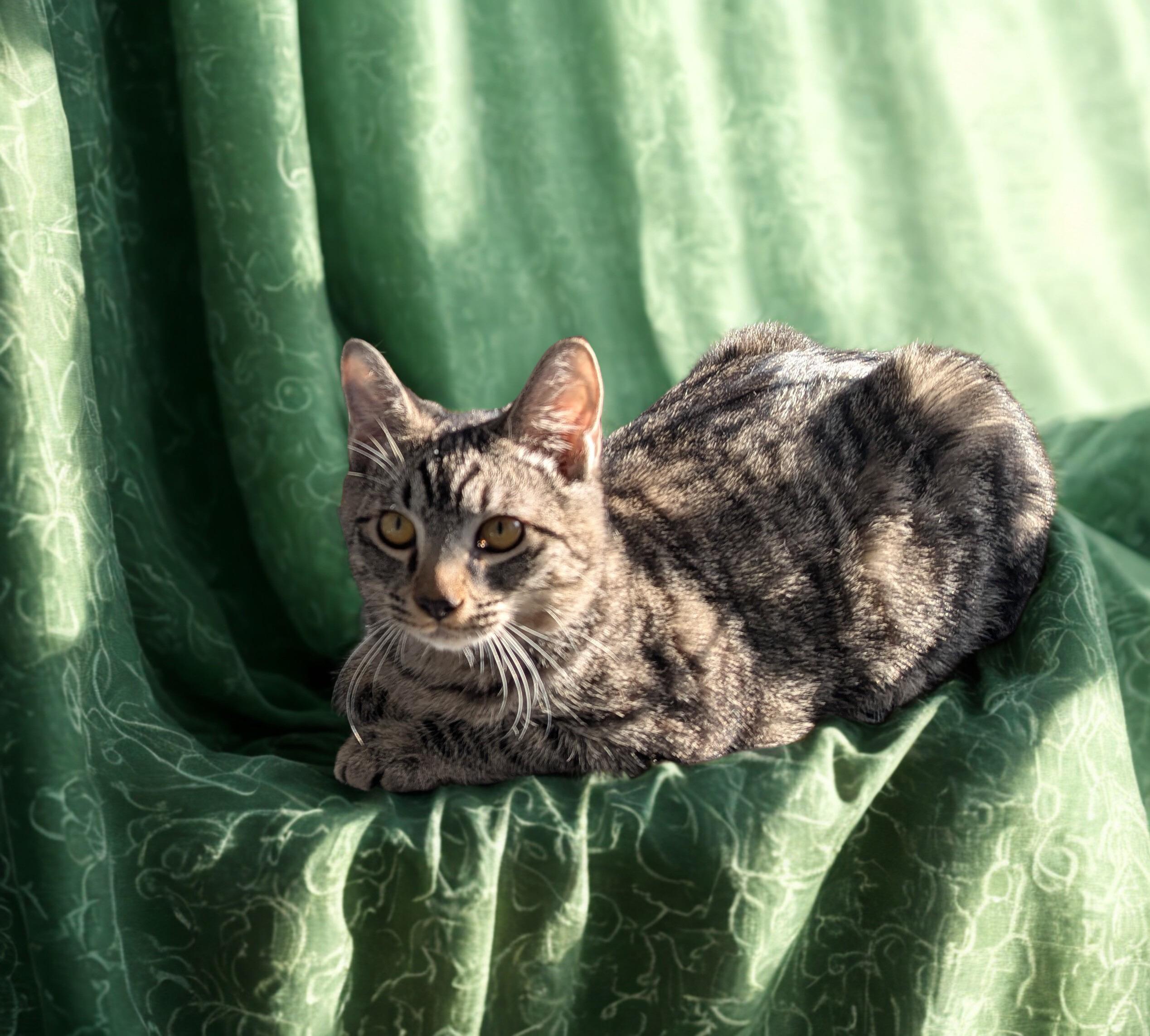 Domingo, a Adoptable mixed breed in West Richland, WA image 4/6