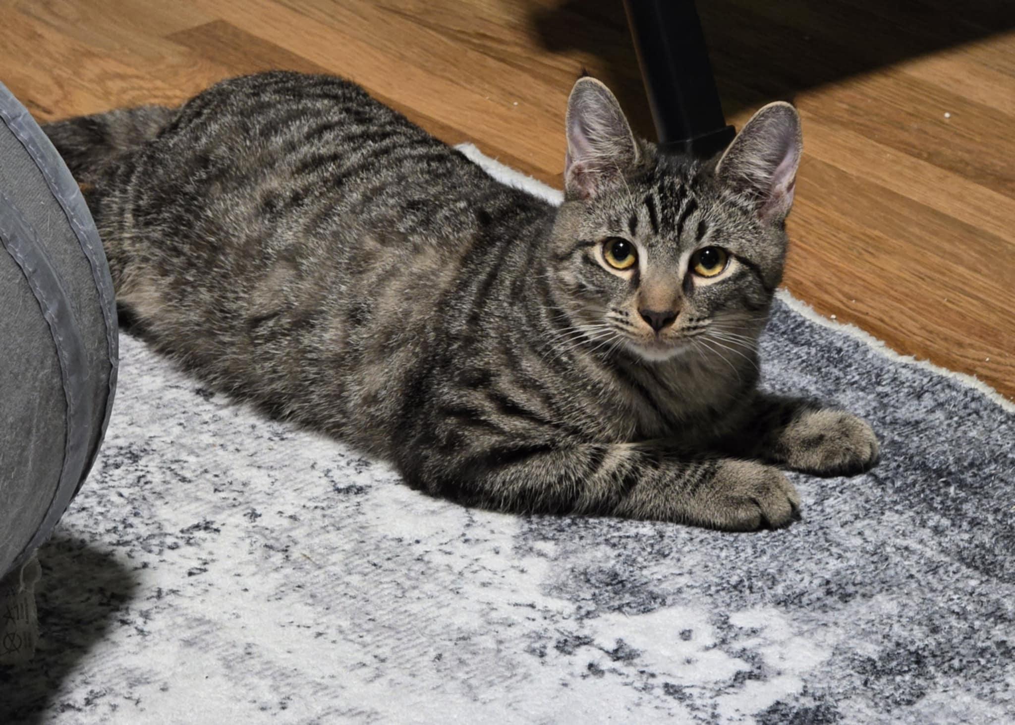 Domingo, a Adoptable mixed breed in West Richland, WA image 2/6