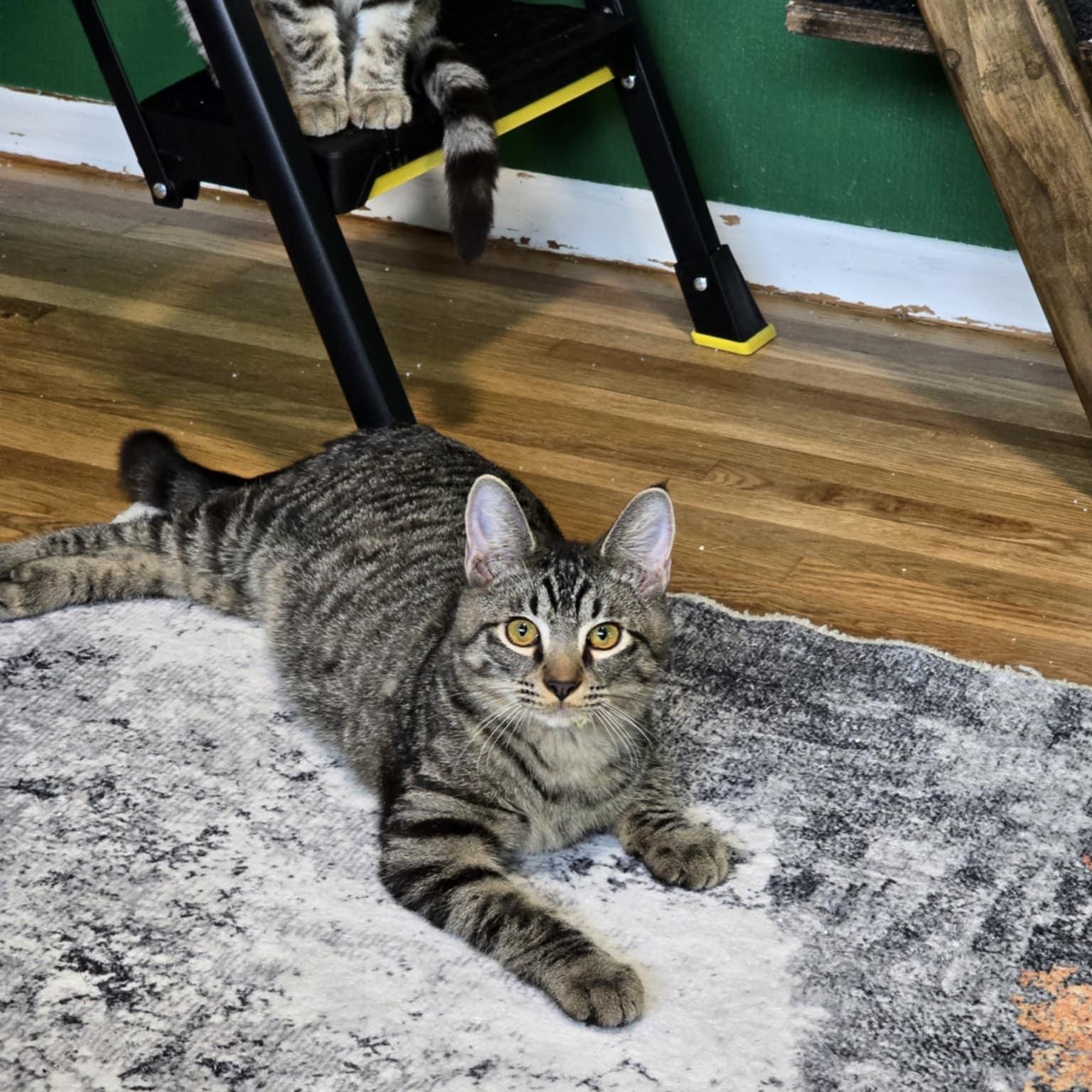 Domingo, Adoptable, Young Male Domestic Short Hair & Tabby.